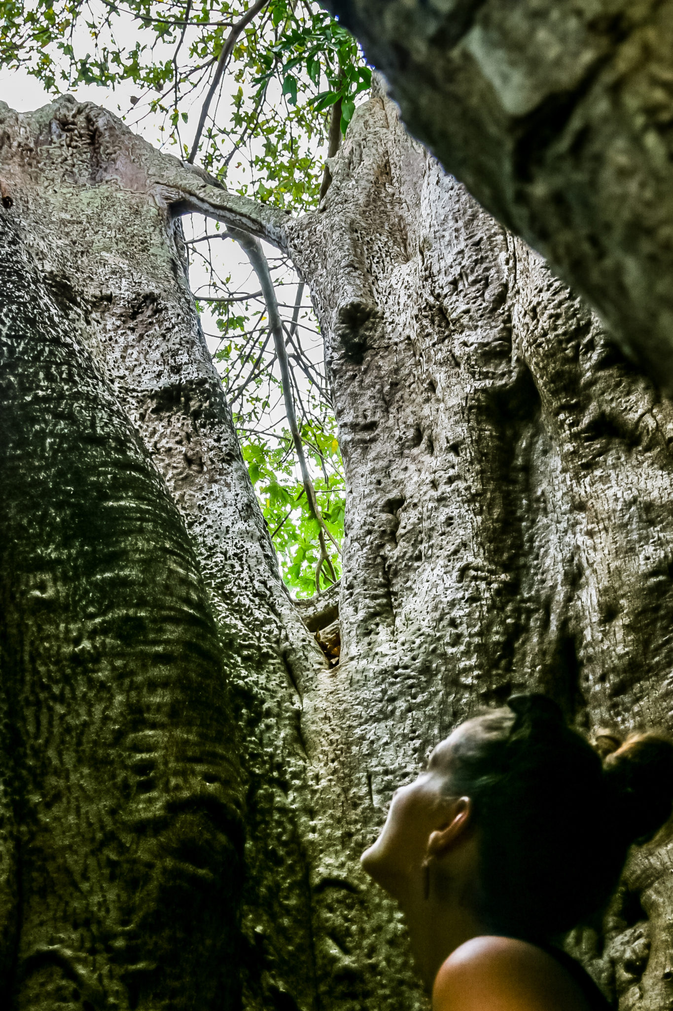 baobab-comores-nature-ile-voyage