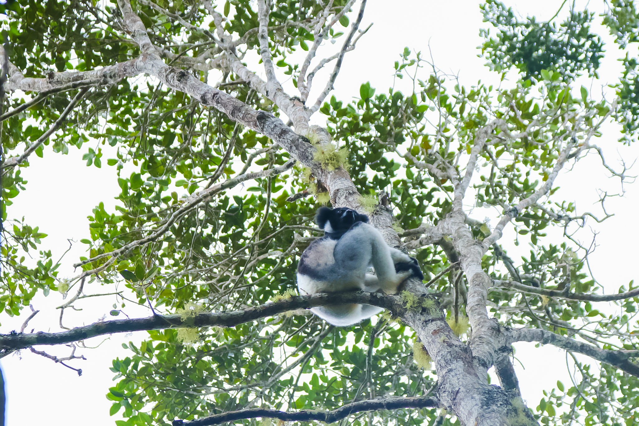 indri indri-lémurien-madagascar-rencontre-voyage