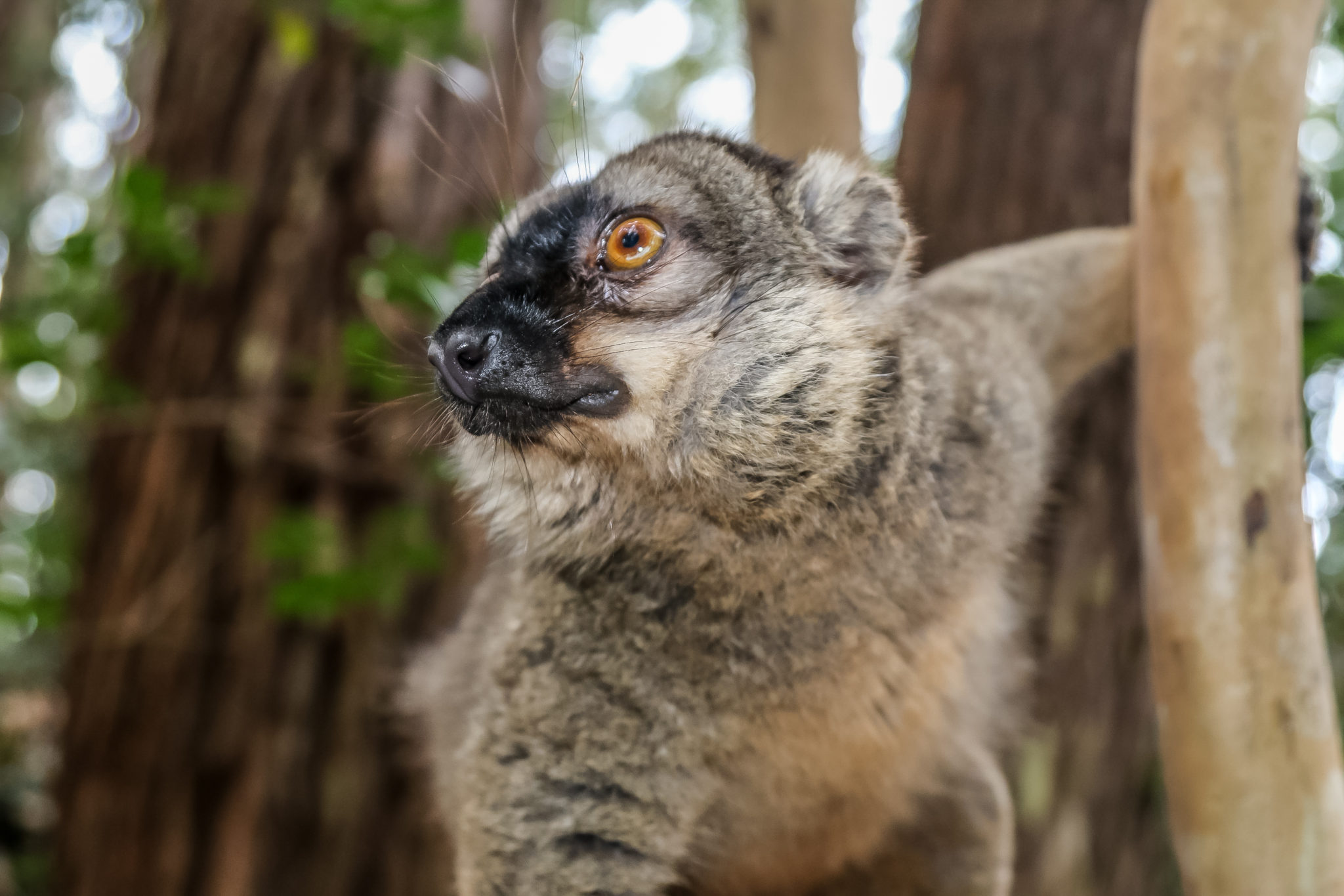 lemurien-madagascar-voyage