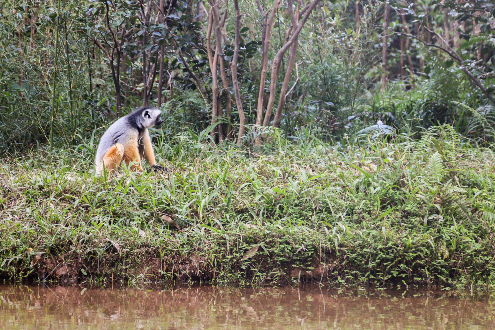 lémurien-madagascar-animaux-voyage