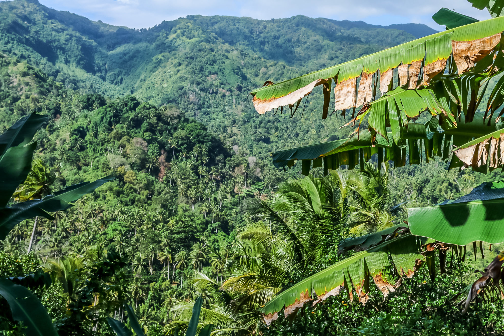 moheli-voyage-madagascar-comores-jungle