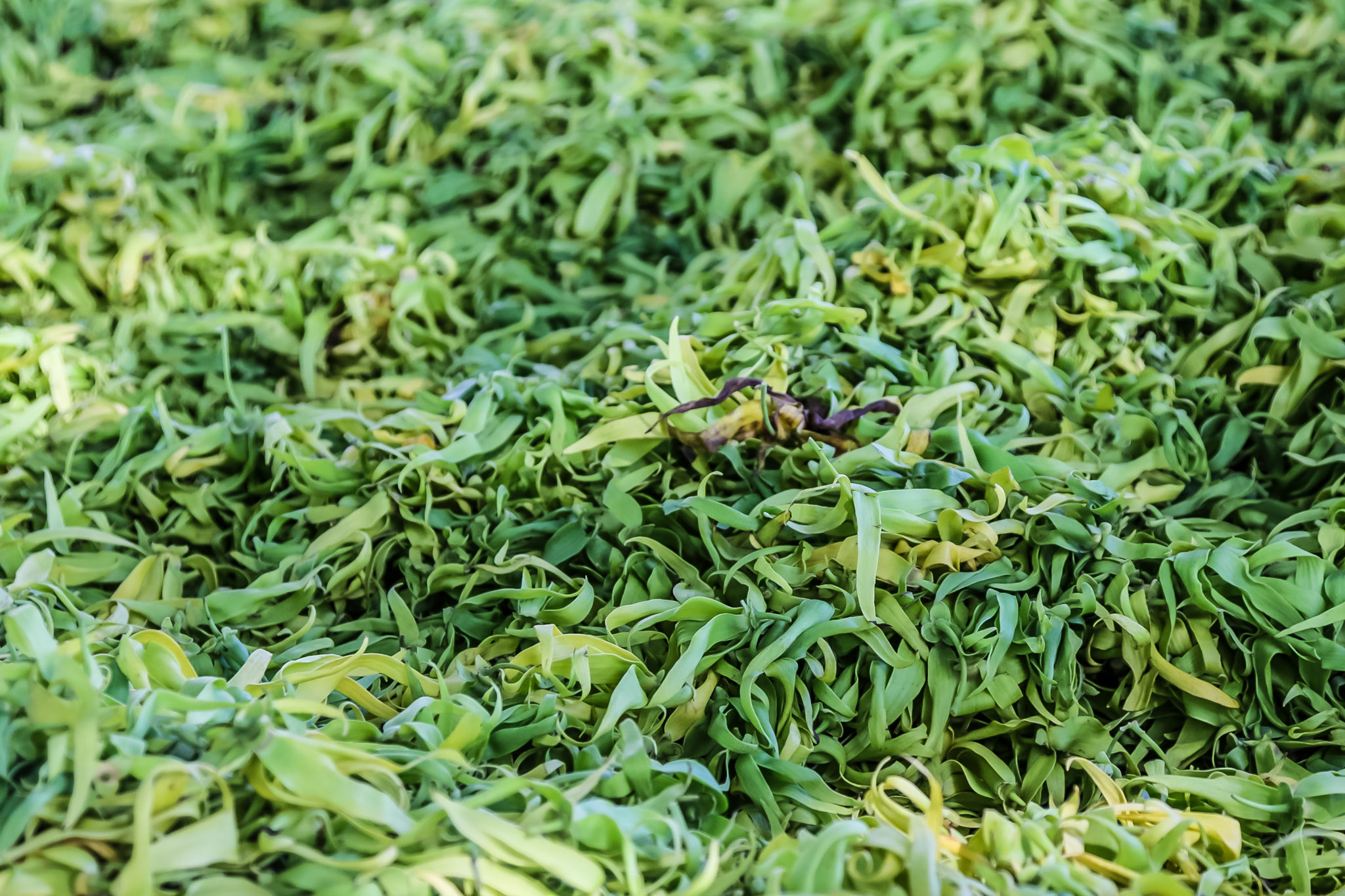 ylang-ylang-comores-madagascar-vanille-fleur