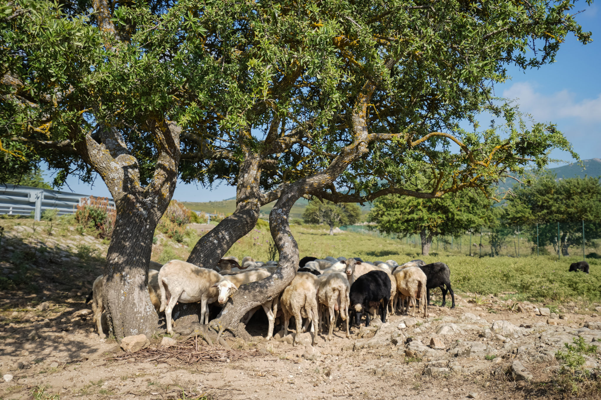 golfe-orosei-italie-sardaigne-terre
