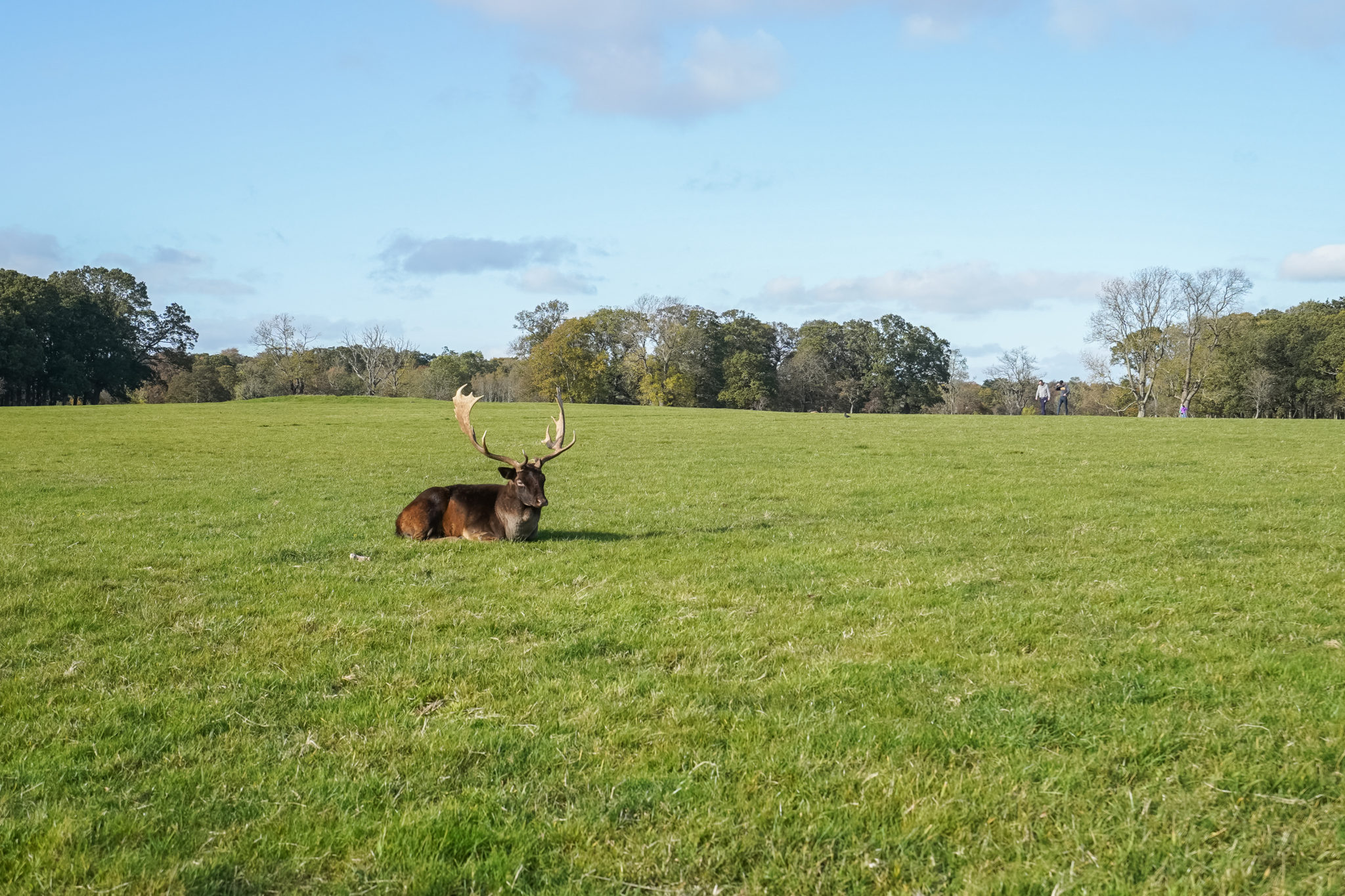 cerf-phoenixpark-dublin-visite-centre-ville