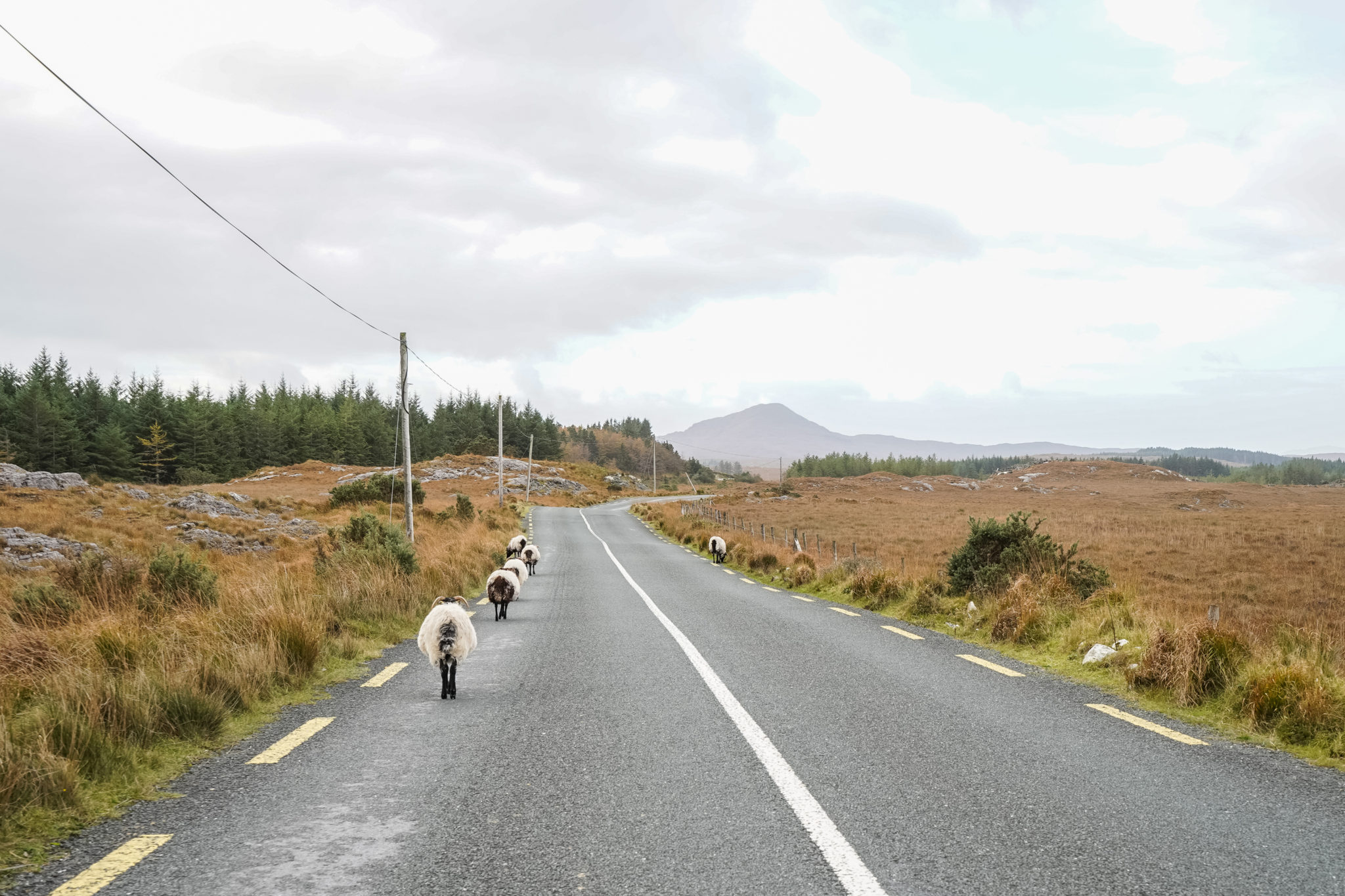 connemara-irlande-mouton-road-trip-blacksheep