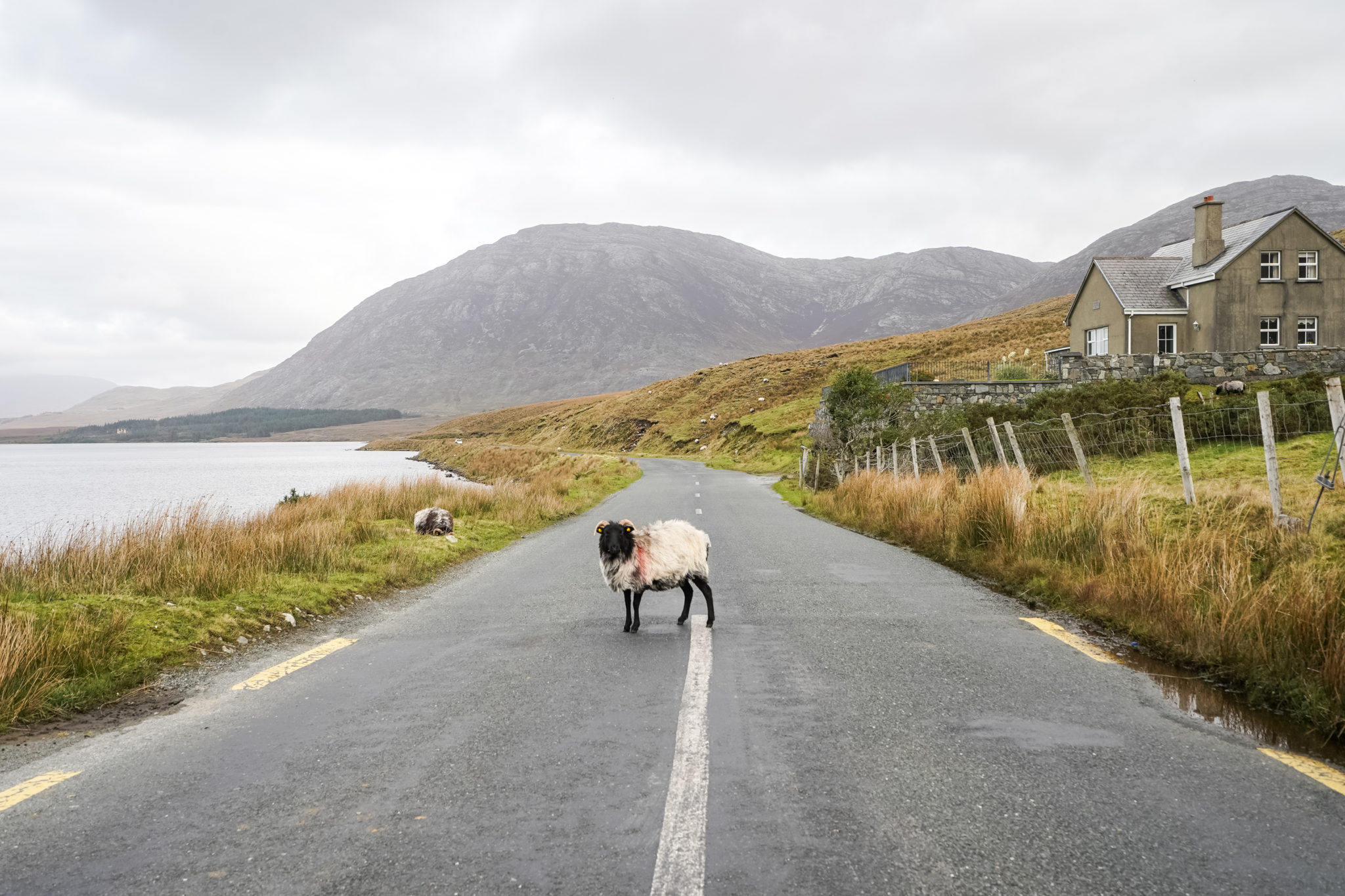connemara-irlande-mouton-road-trip