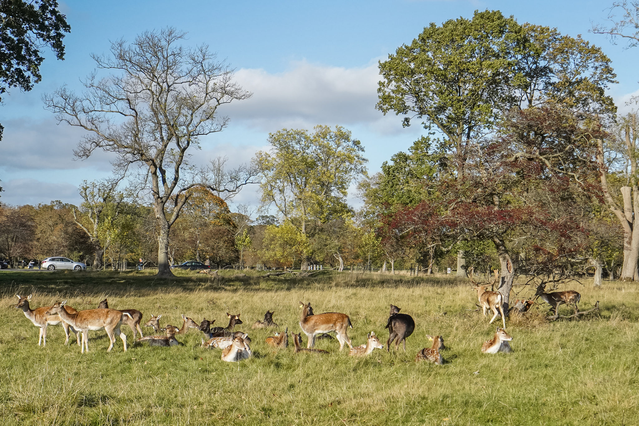 daims-phoenixpark-dublin-visite-europe