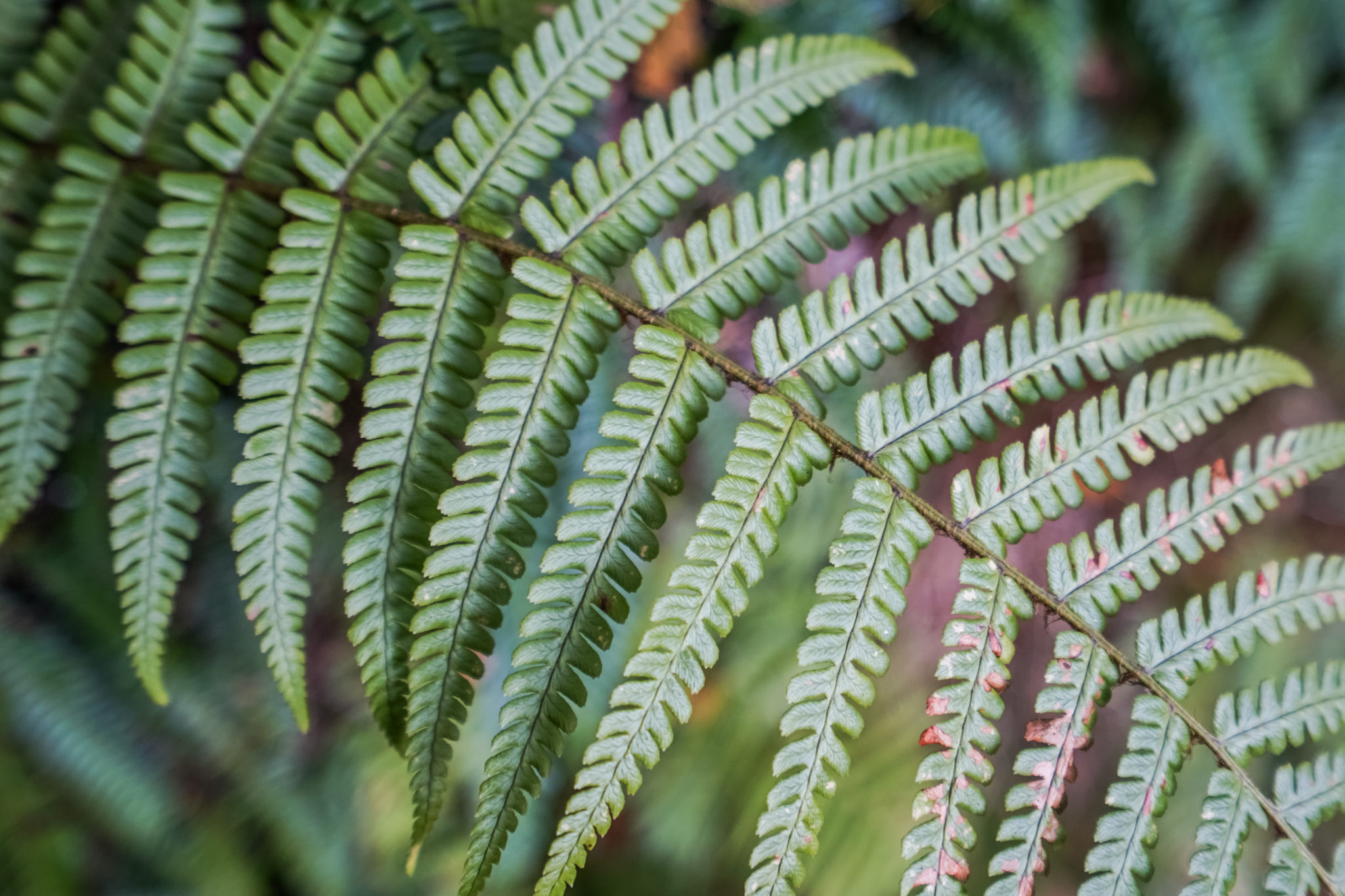 dublin-rando-wicklow mountains-europe-roadtrip