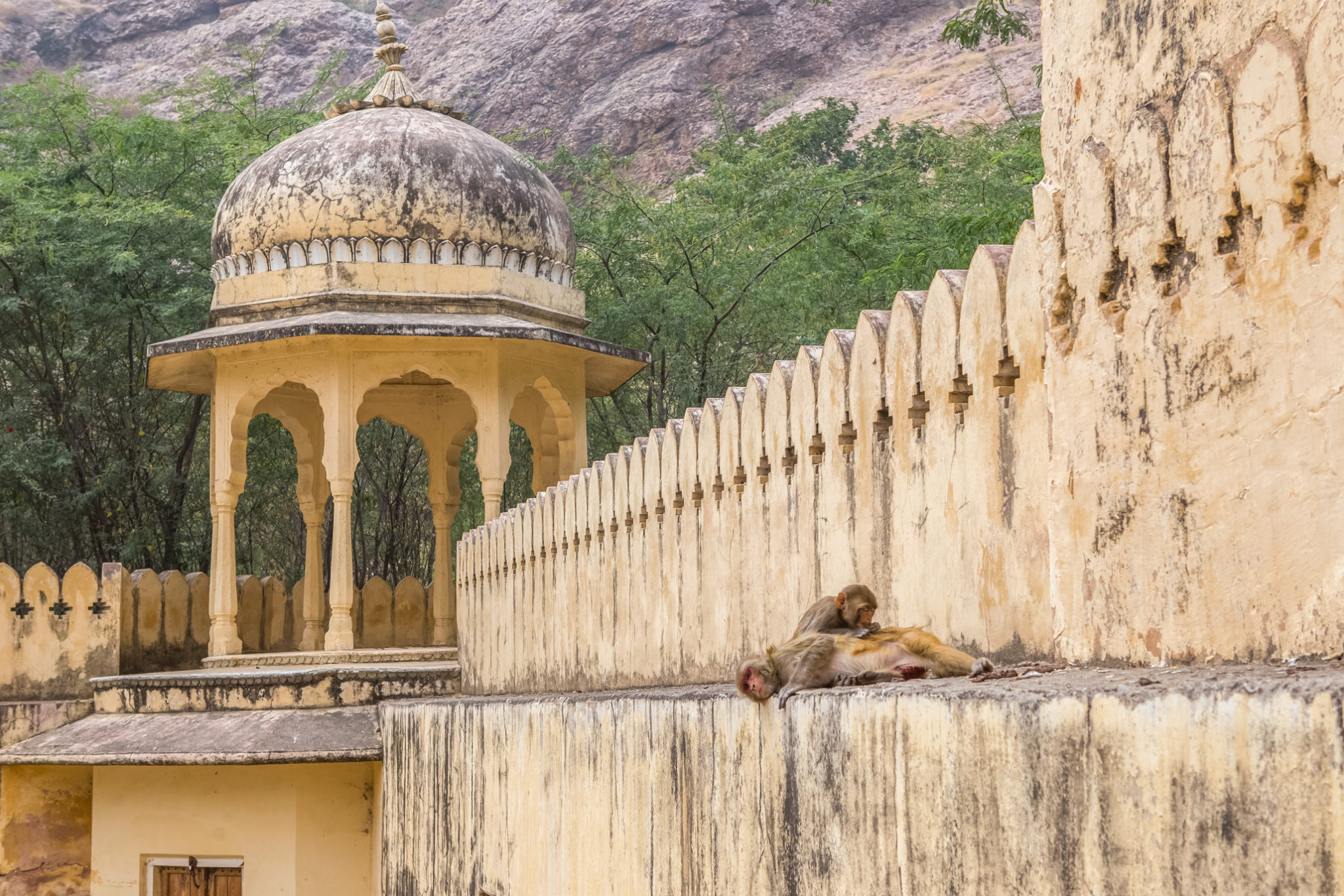 Royal-Gaitor-inde-visite-Jaipur-singe