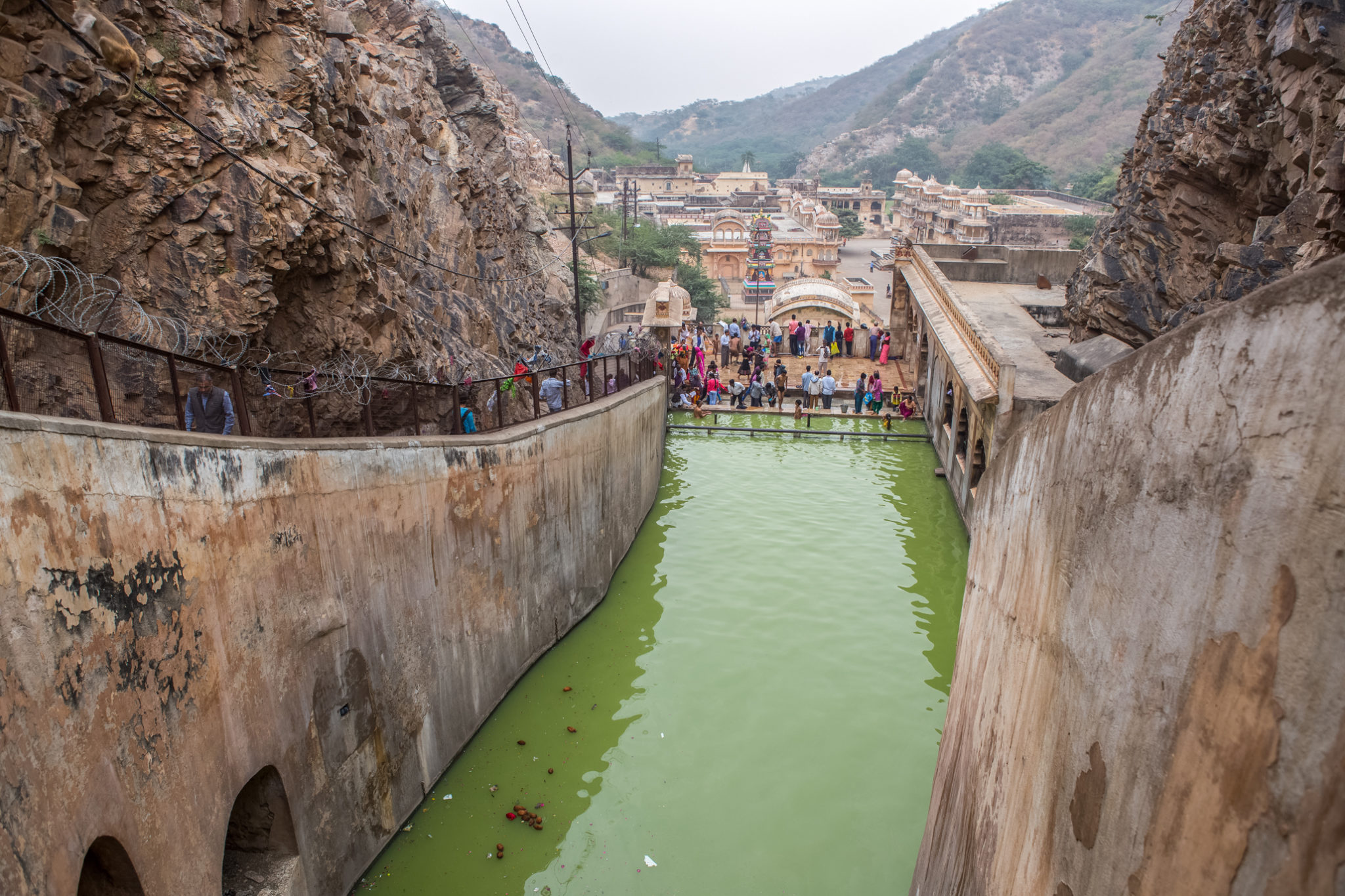 monkey-singe-temple-visite-inde-jaipur-voyage