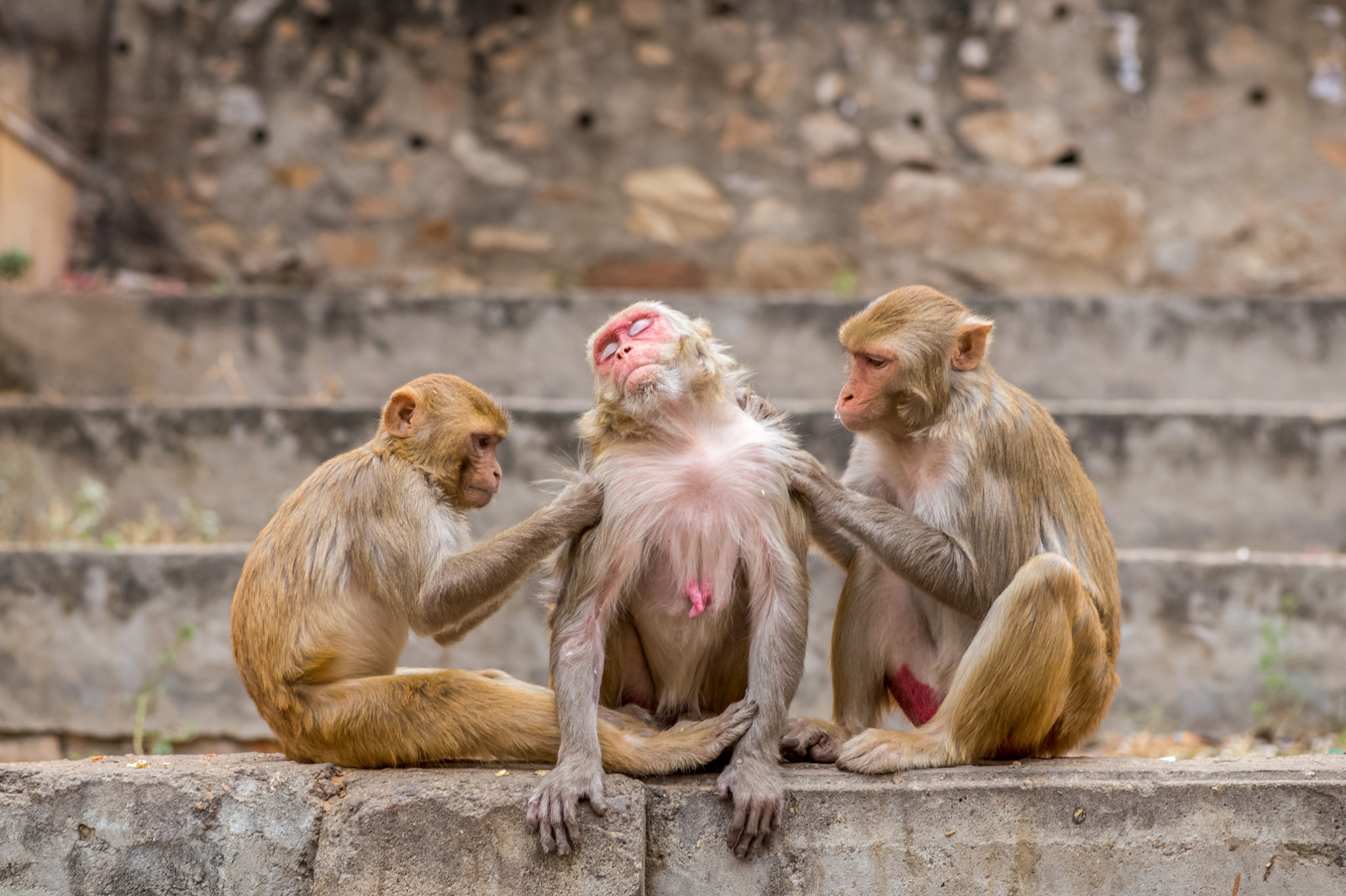 monkey-temple-singe-inde-jaipur