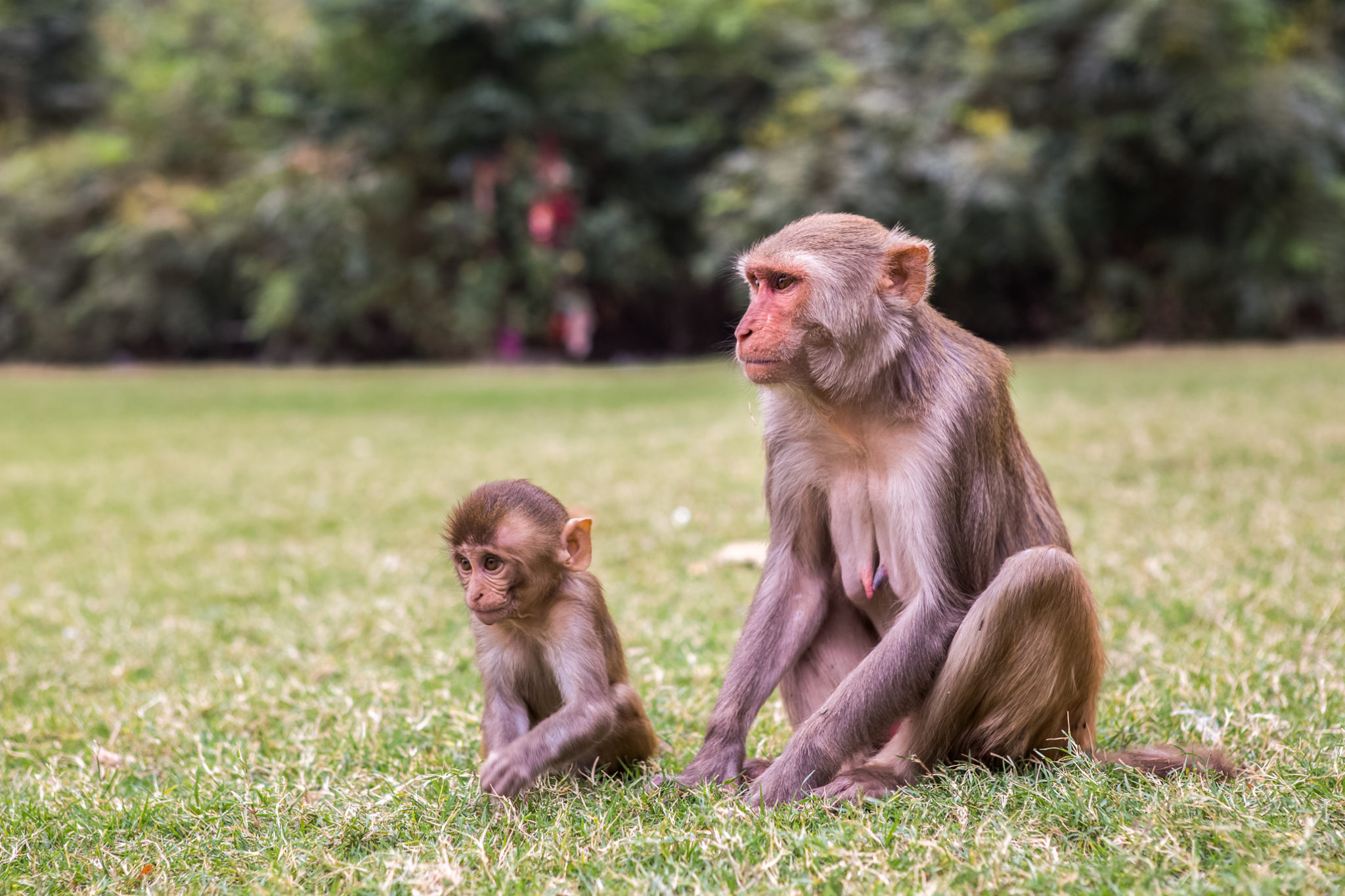 singes-jaipur-temple-visite-inde
