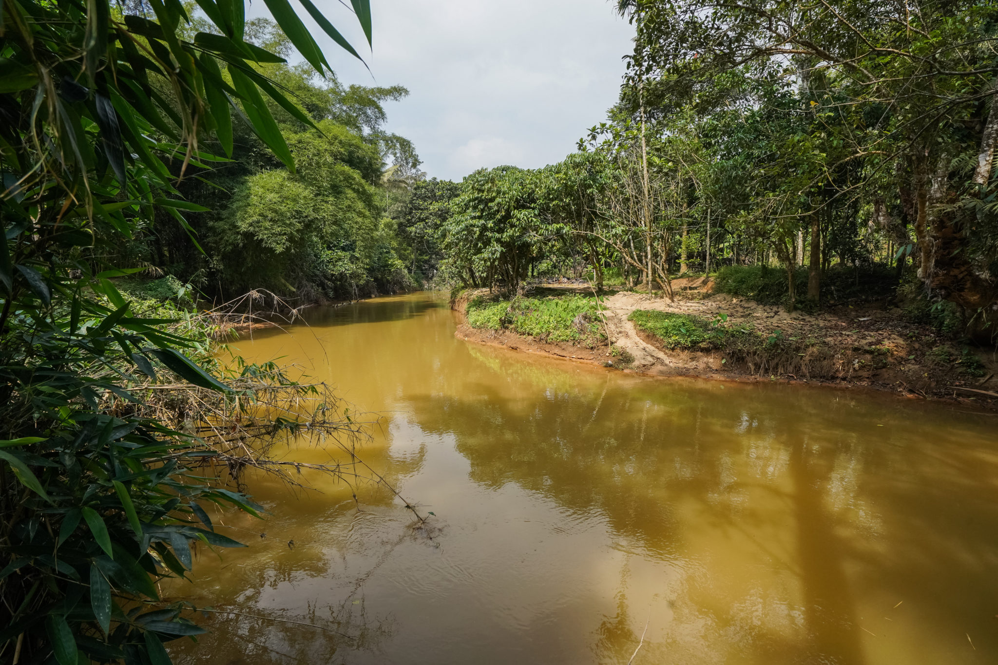 Inde-kerala-visite-épices-ferme