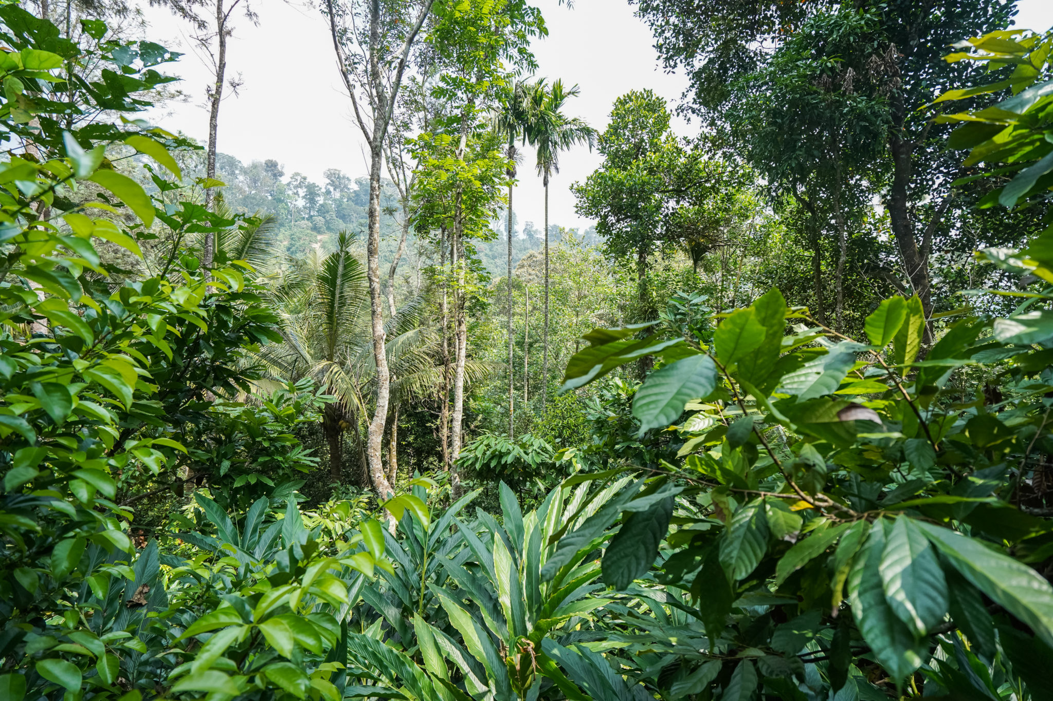 Kerala-munnar-plantation-épice-thé-visite-inde