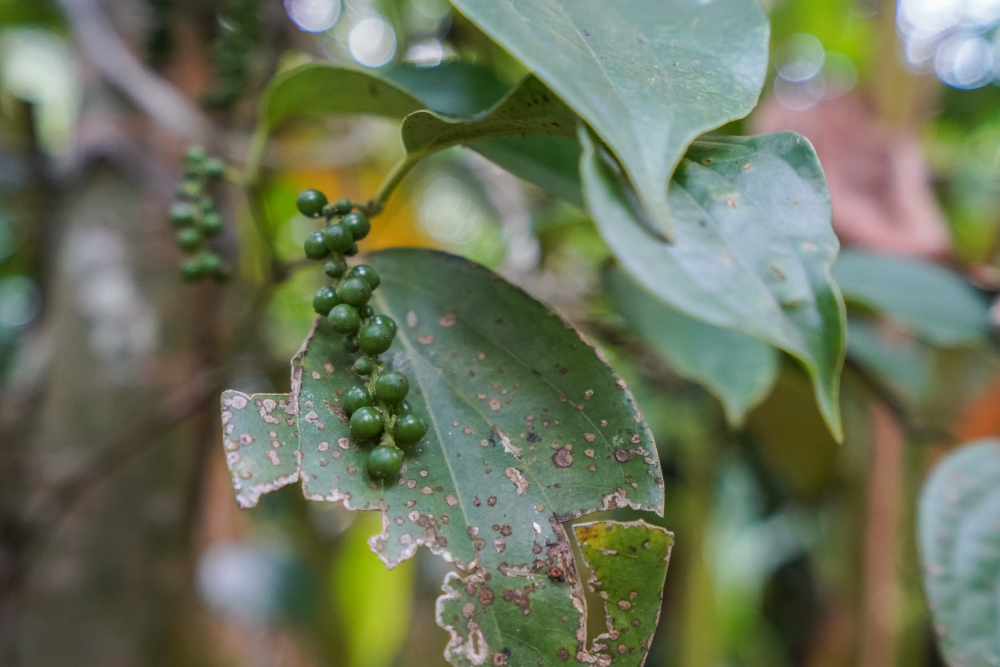 Munnar-inde-visite-plantations-épices-voyage-kerala