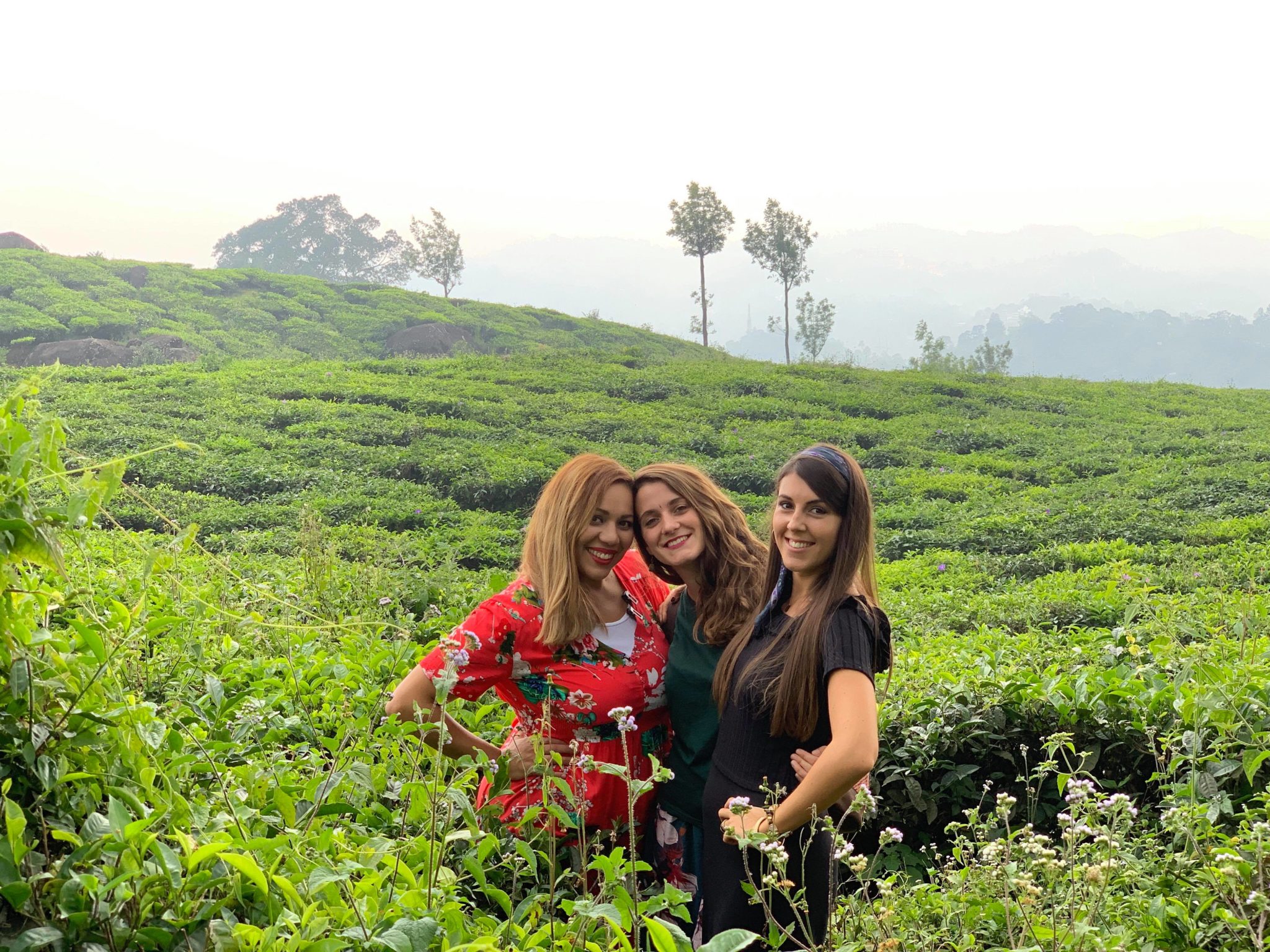 Munnar-plantations-inde-kerala