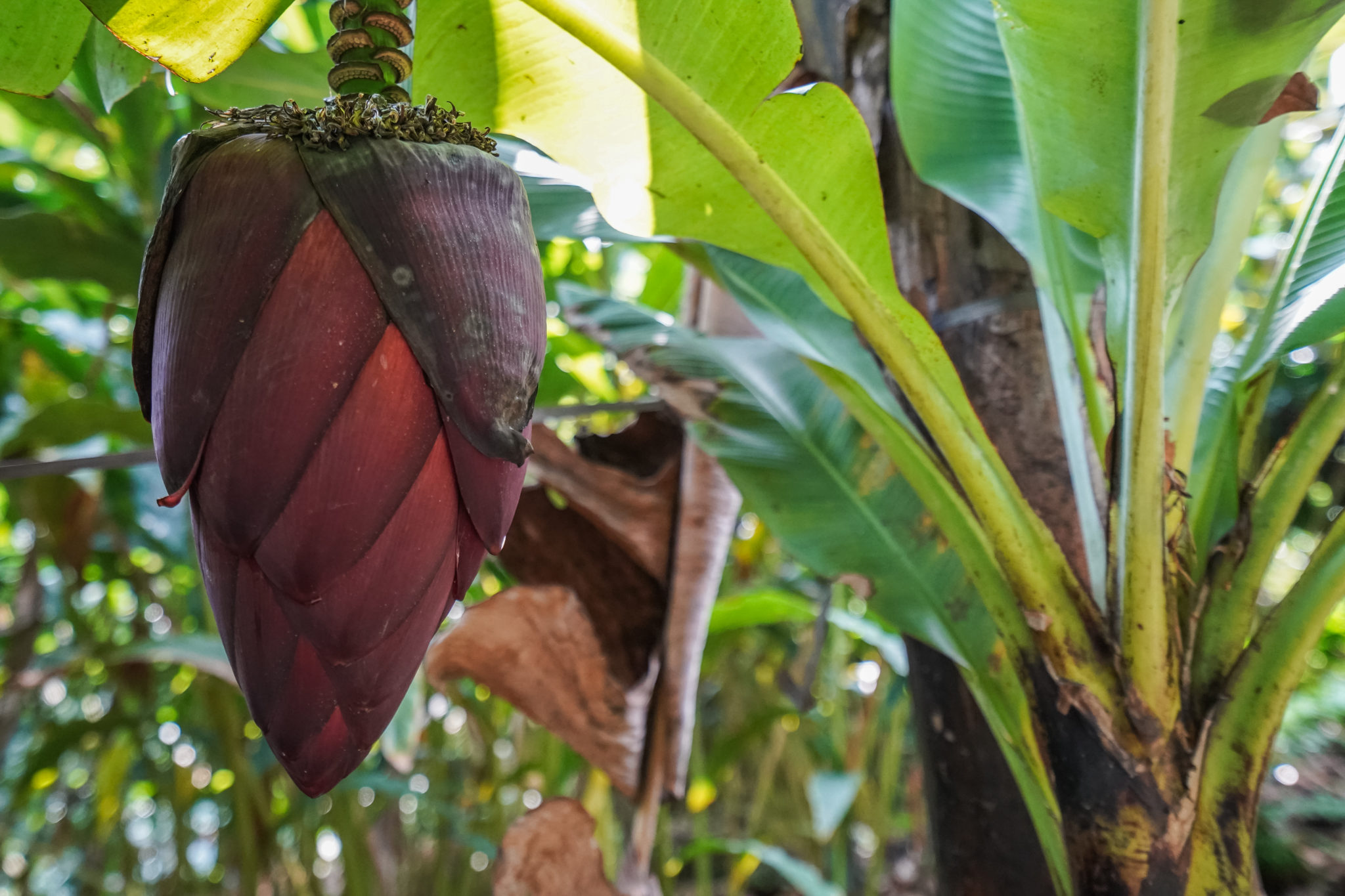 ferme-épices-munnar-inde-visite-plantations