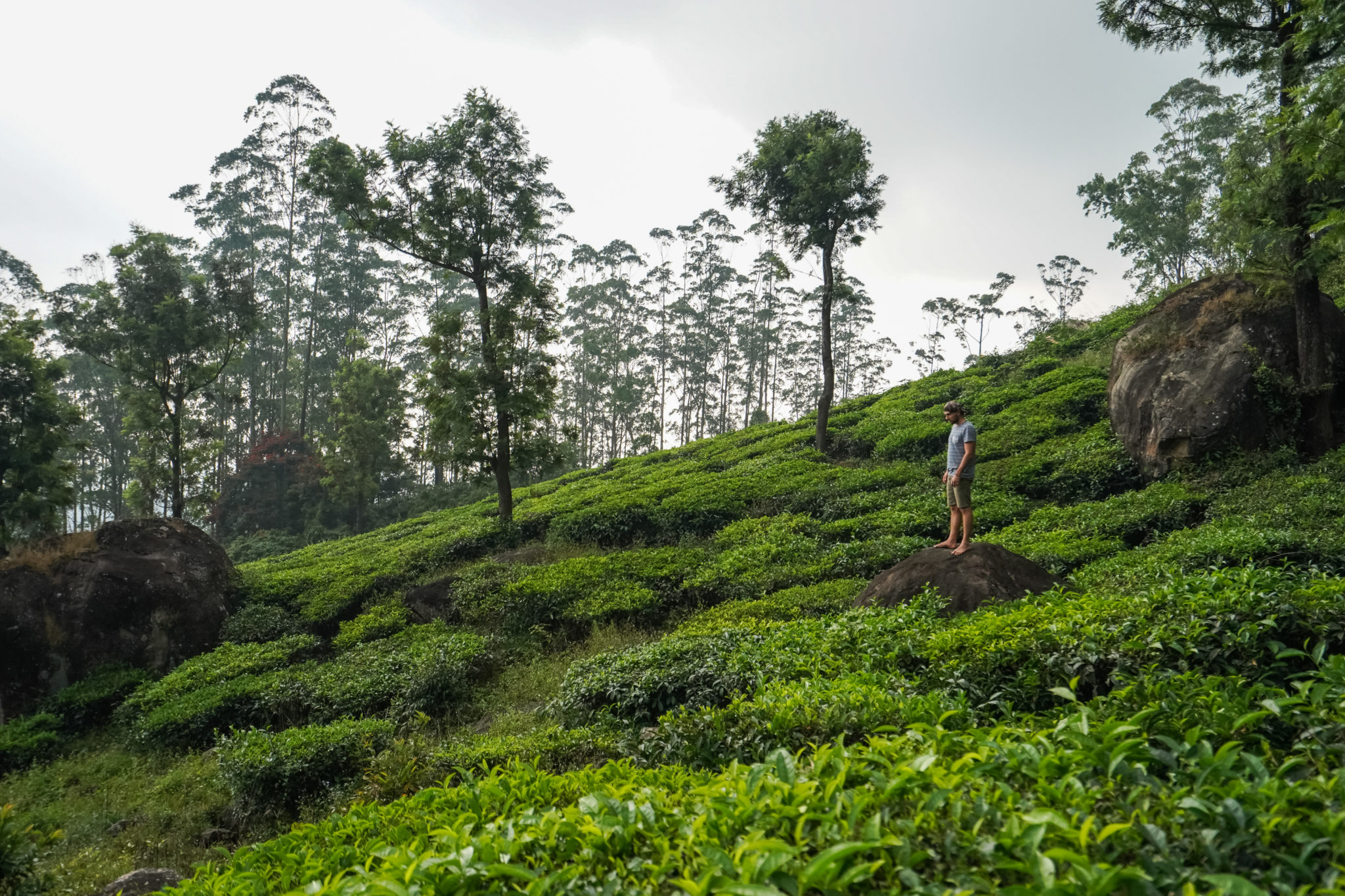 tea-plantations-munnar-kerala-visite-inde