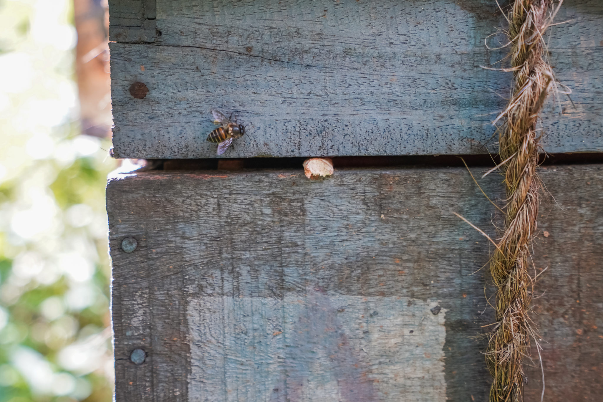 visite-épices-ferme-munaar-kerala-inde