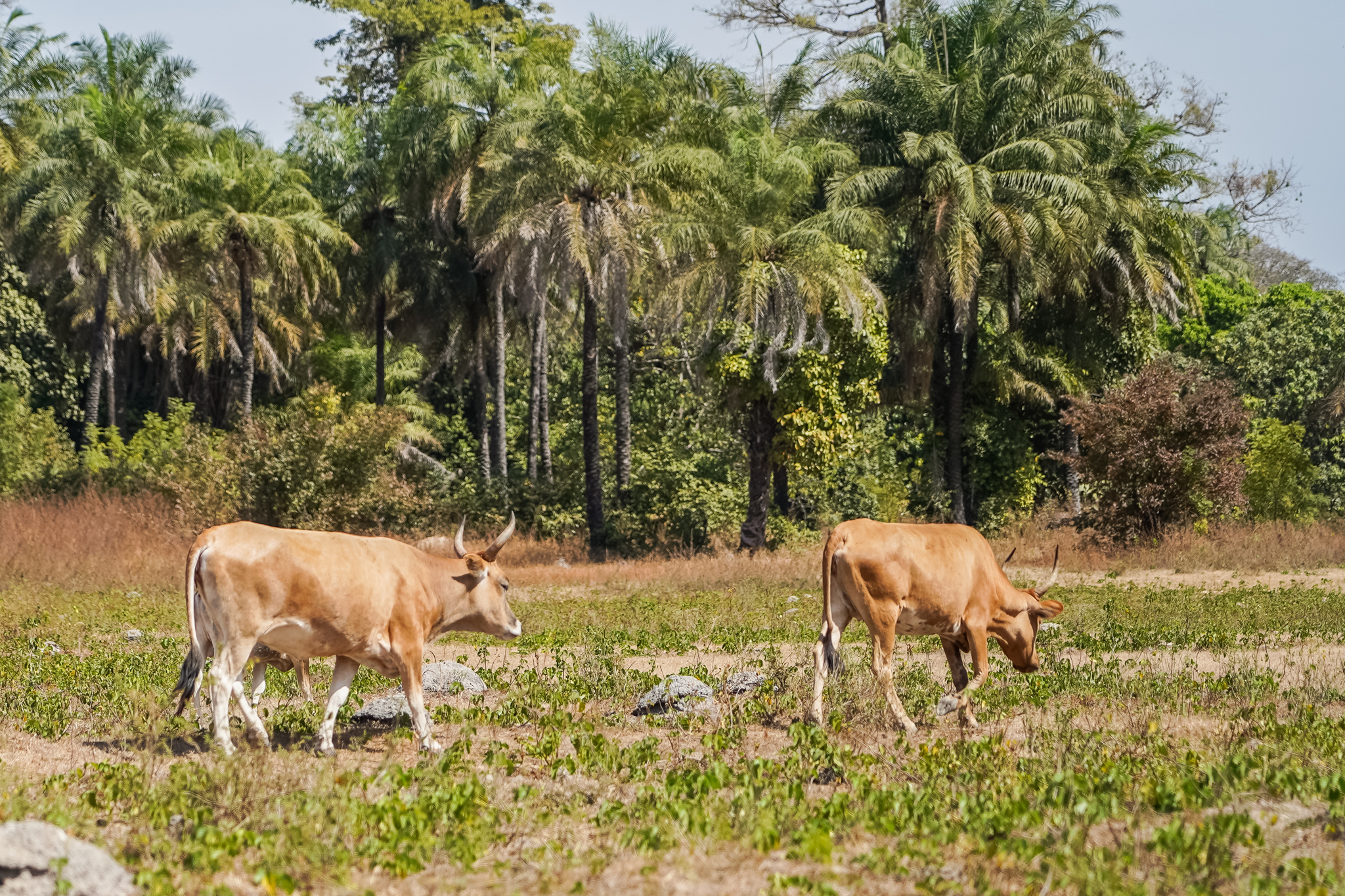 casamance-affiniam-dormir-campement