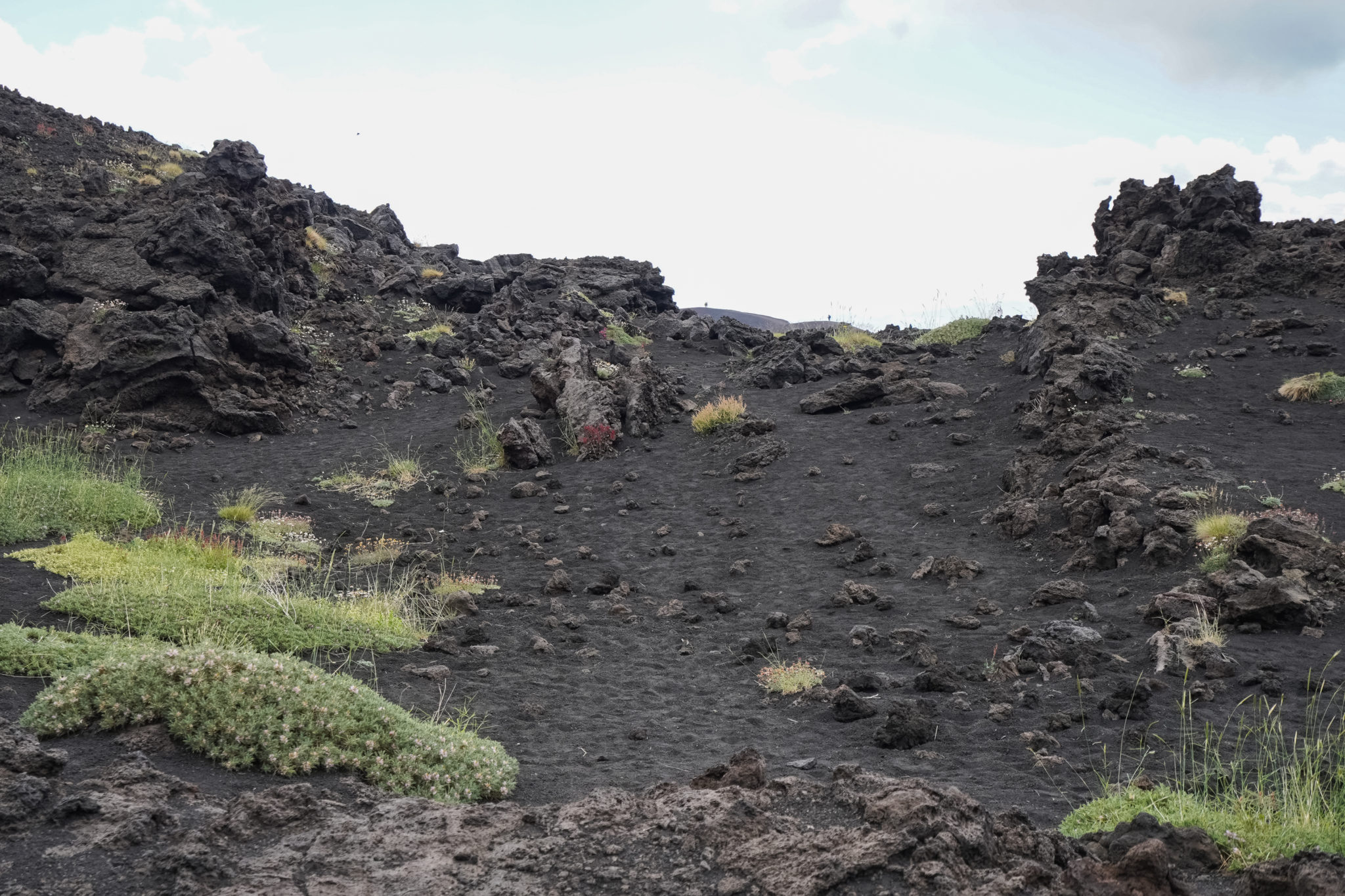 Volcan-etna-plantes-sicile-excursion