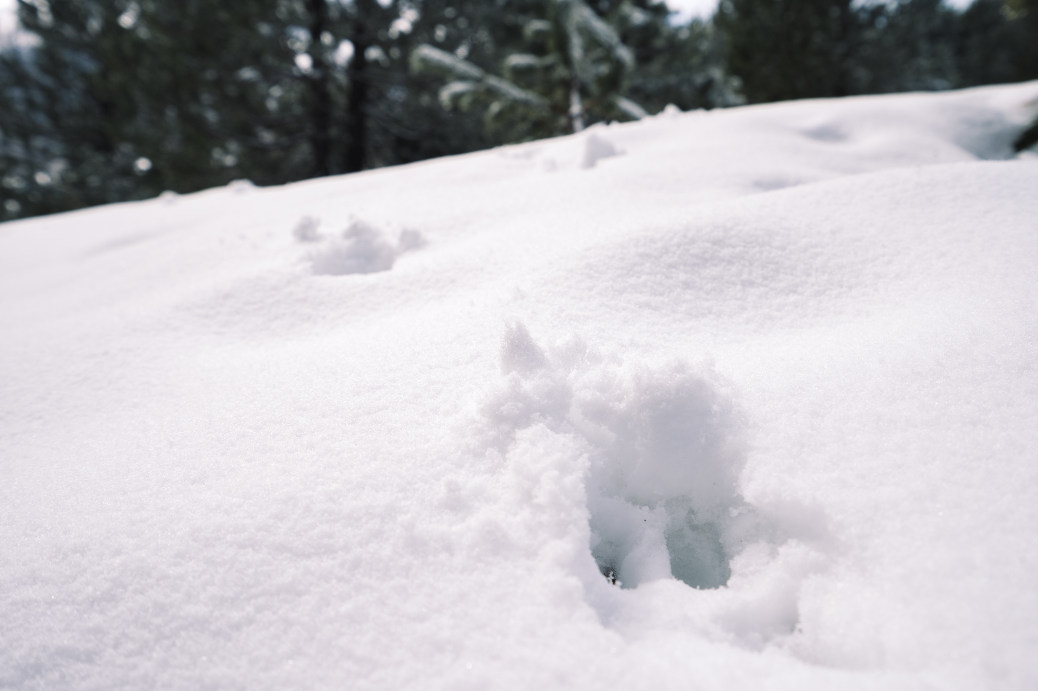 animaux-ariege-plateau-beille