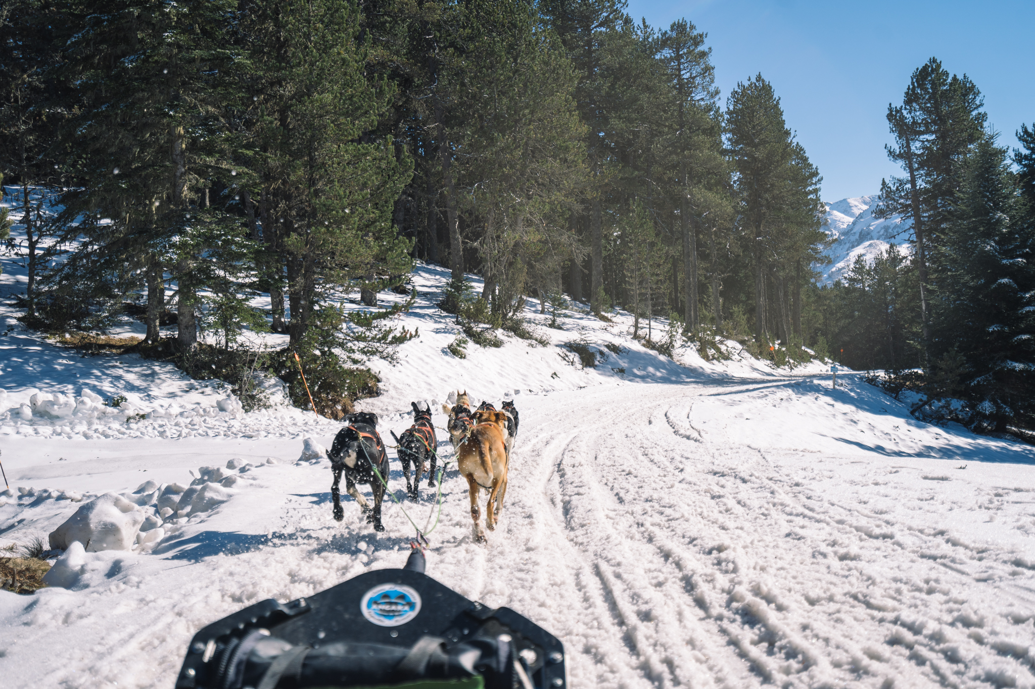 chiens-de-traineau-ariege-montagne-activité