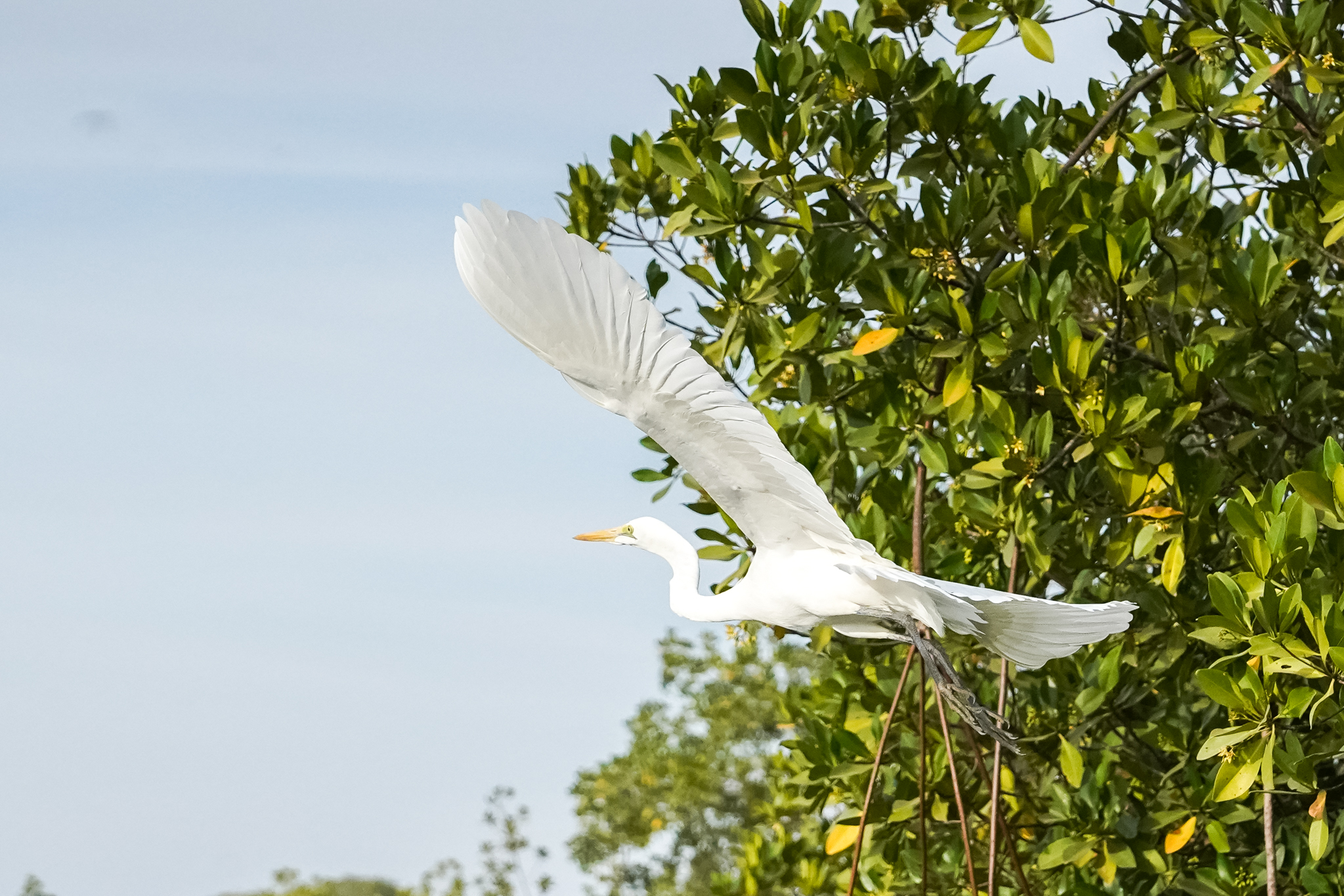 efrane-casamance-senegal-mangrove