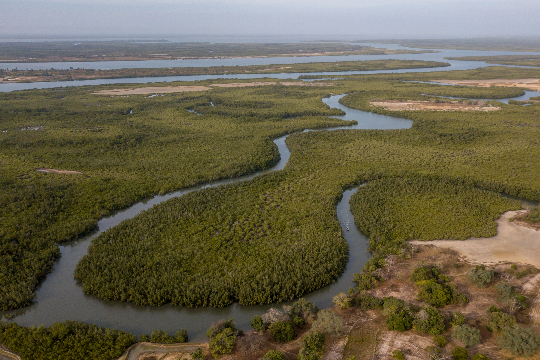 mangrove-efrane-csamance-senegal
