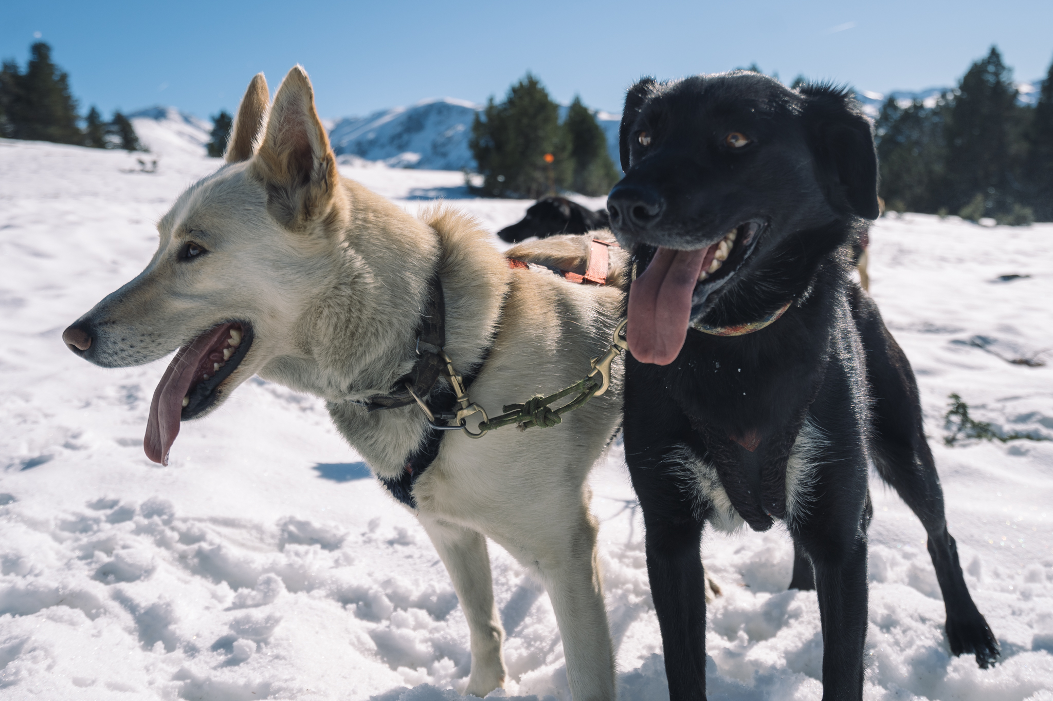 où-faire-chiens-de-traineau-ariege-montagne