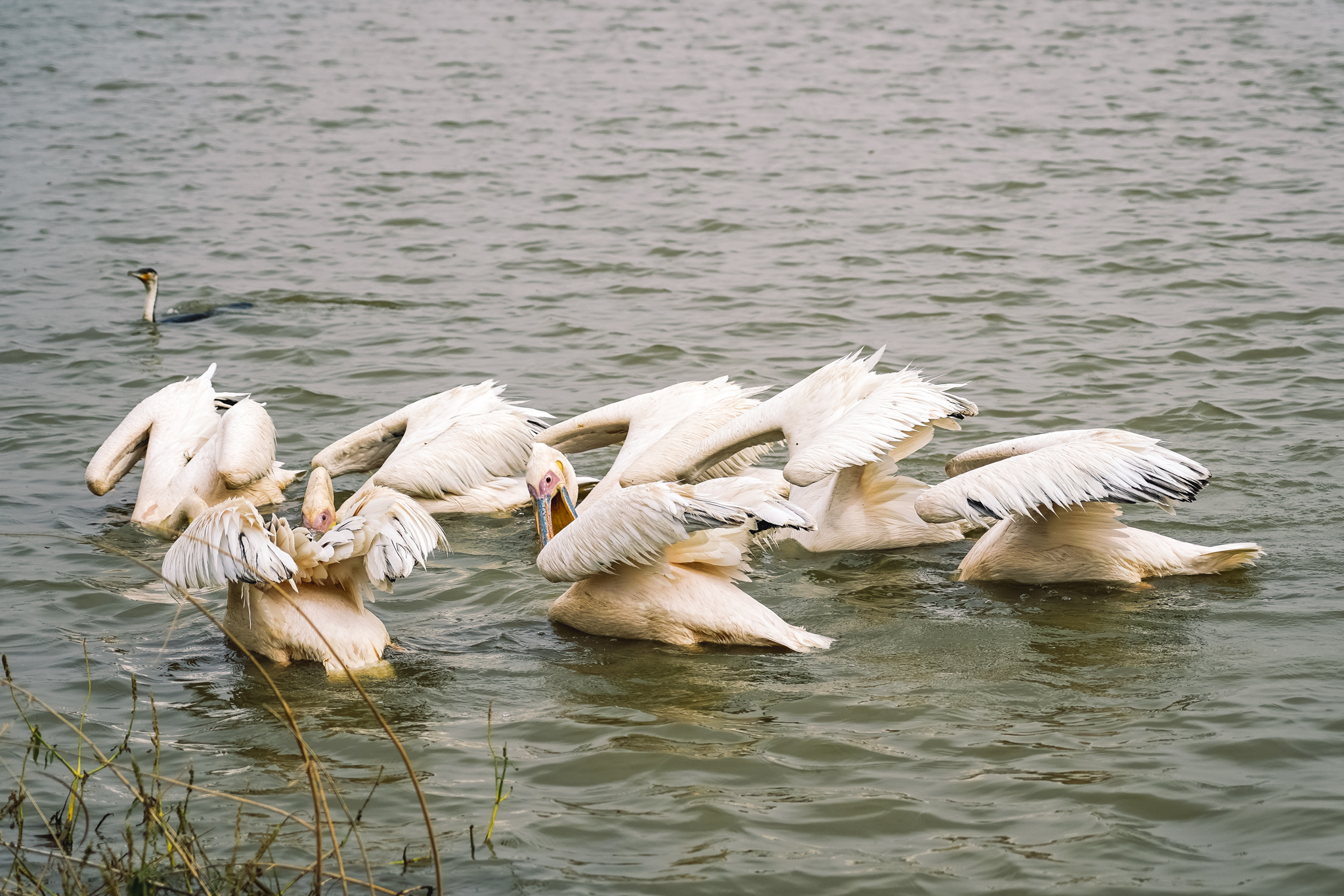 parc-djoudj-saint-louis-senegal