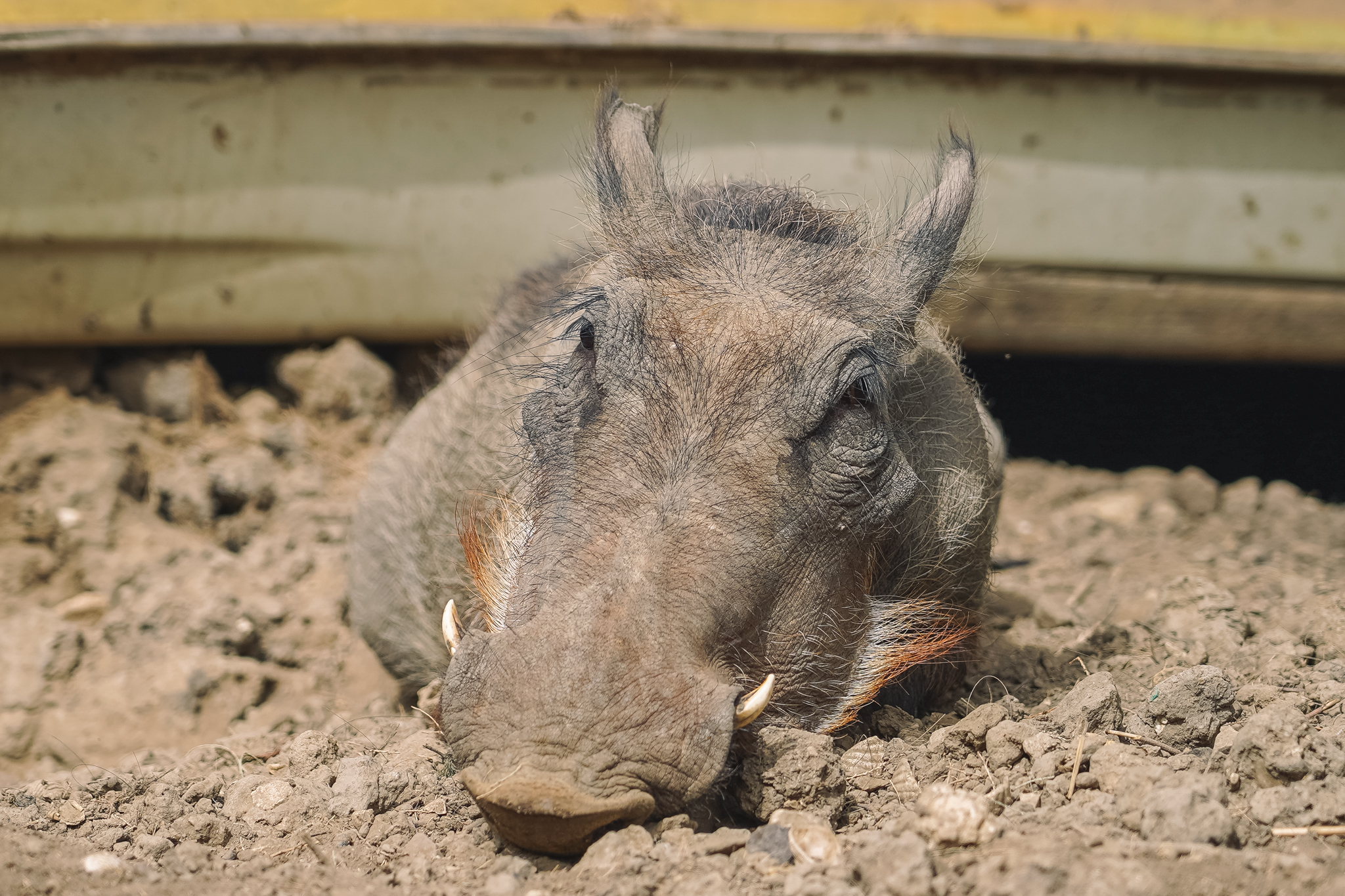 parc-djoudj-senegal-saint-louis-visite