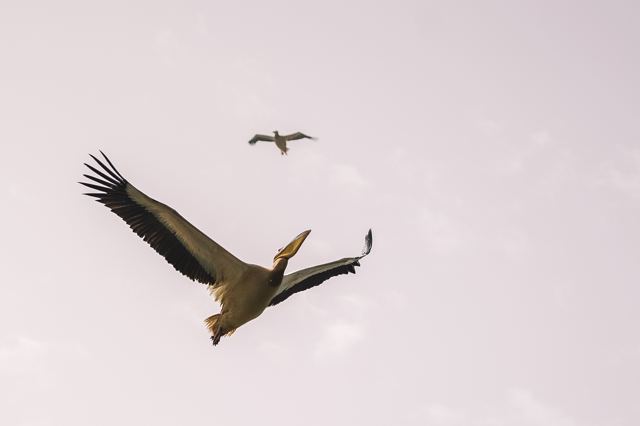 visiter-parc-djoujd-saint-louis-senegal