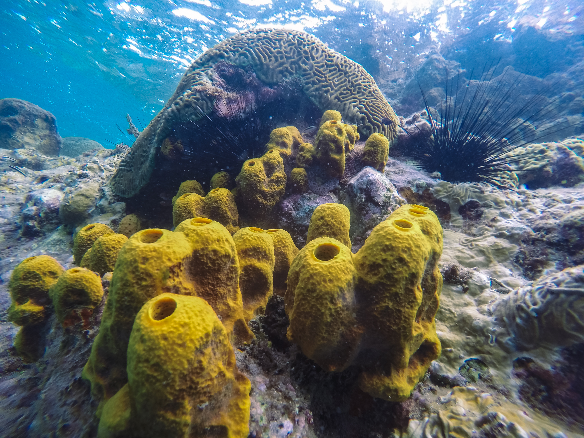 champagne-reef-plongée-dominique