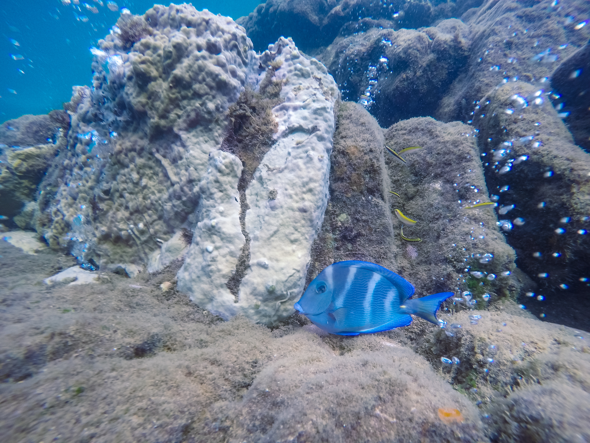 champagne-reef-plongée-dominique