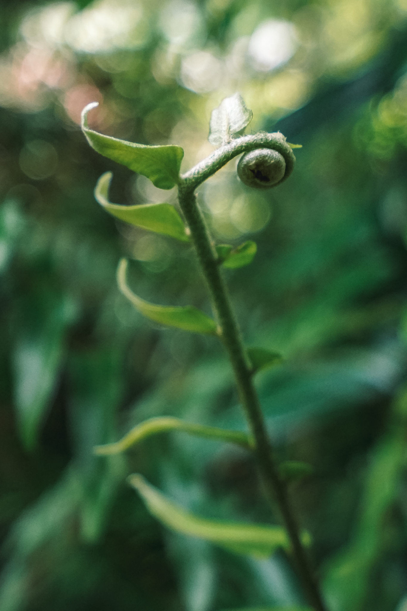 ile-nature-dominique-rando-victoria-falls