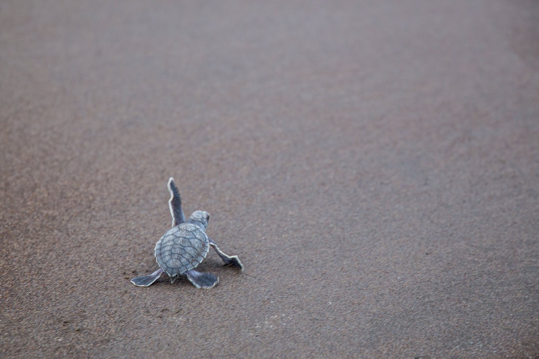 observation-tortues-dominique-voyage