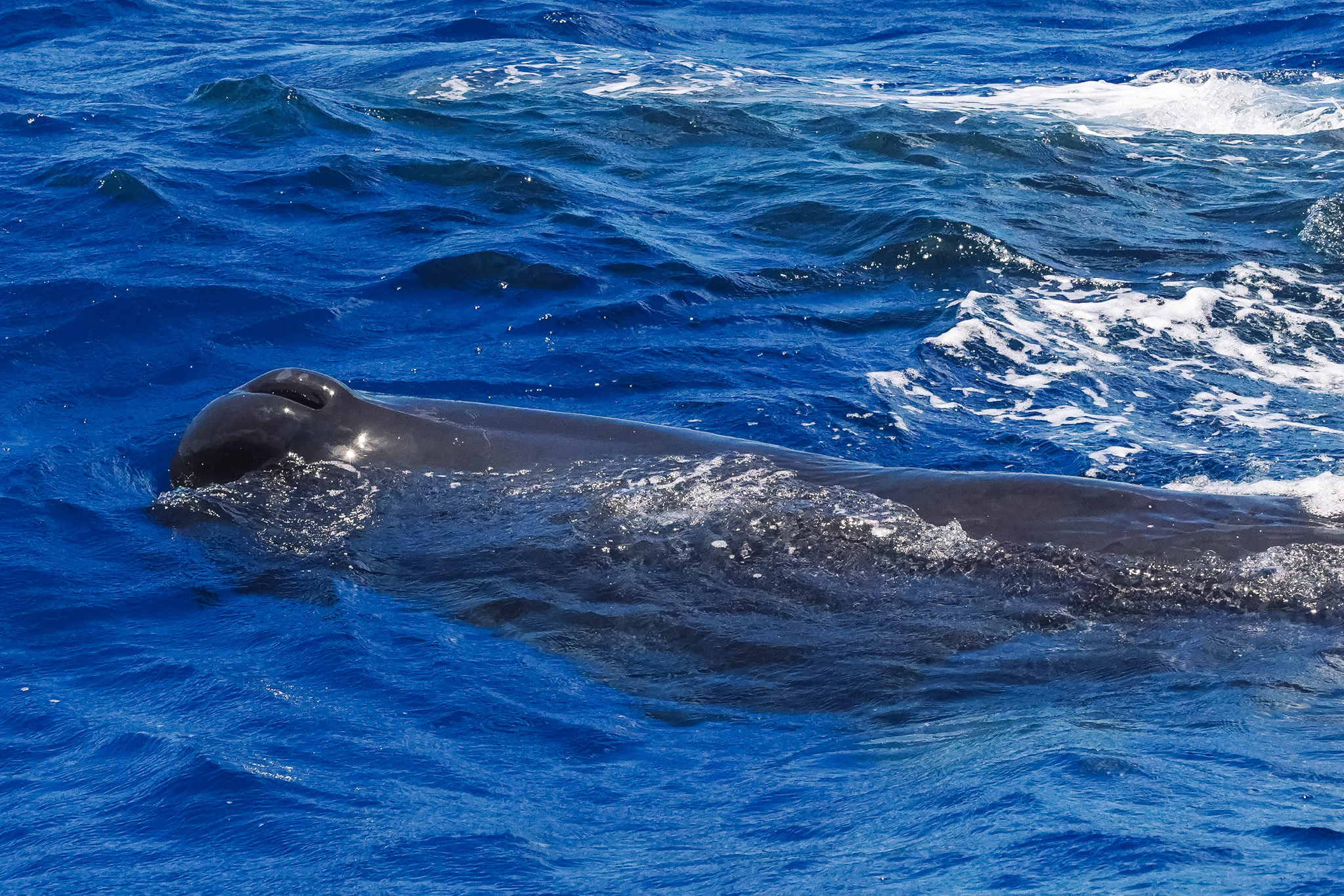 observer-baleines-dominca-whale-watching
