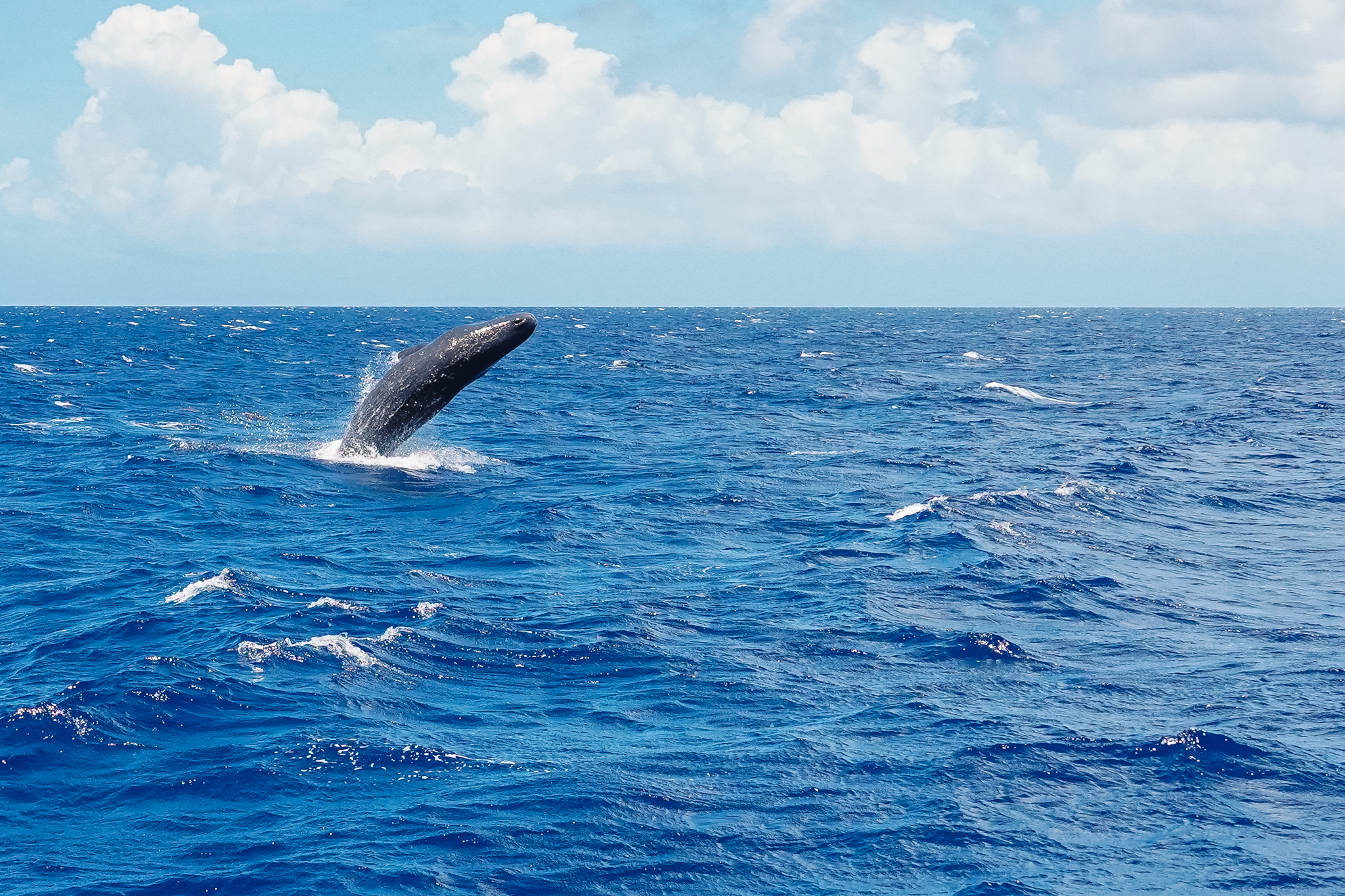 observer-baleines-en-dominique