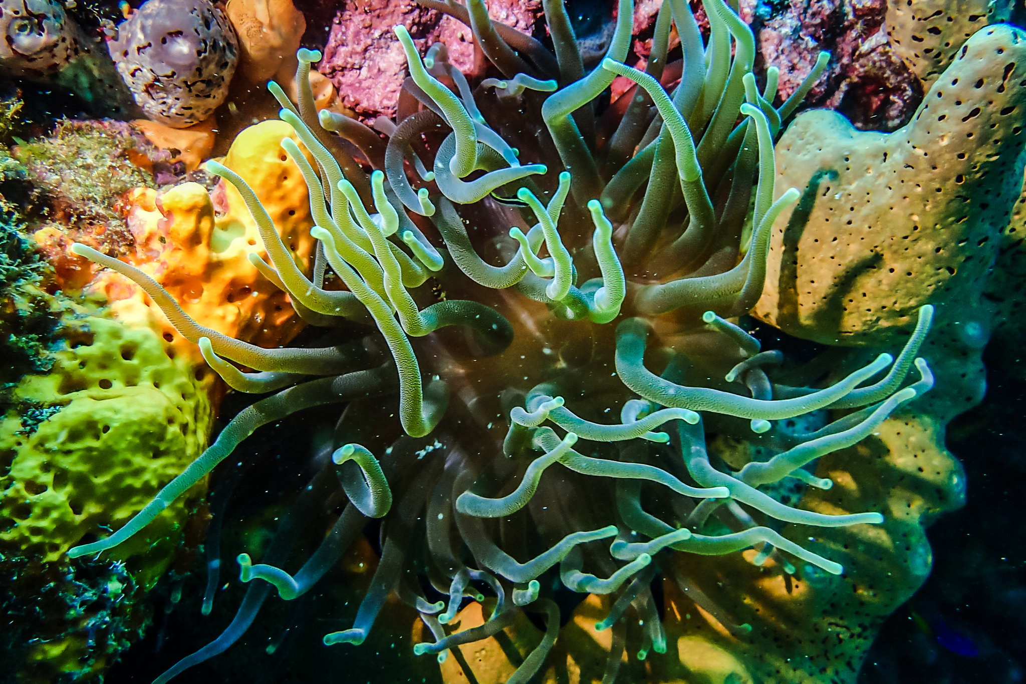 plongée-en-dominique