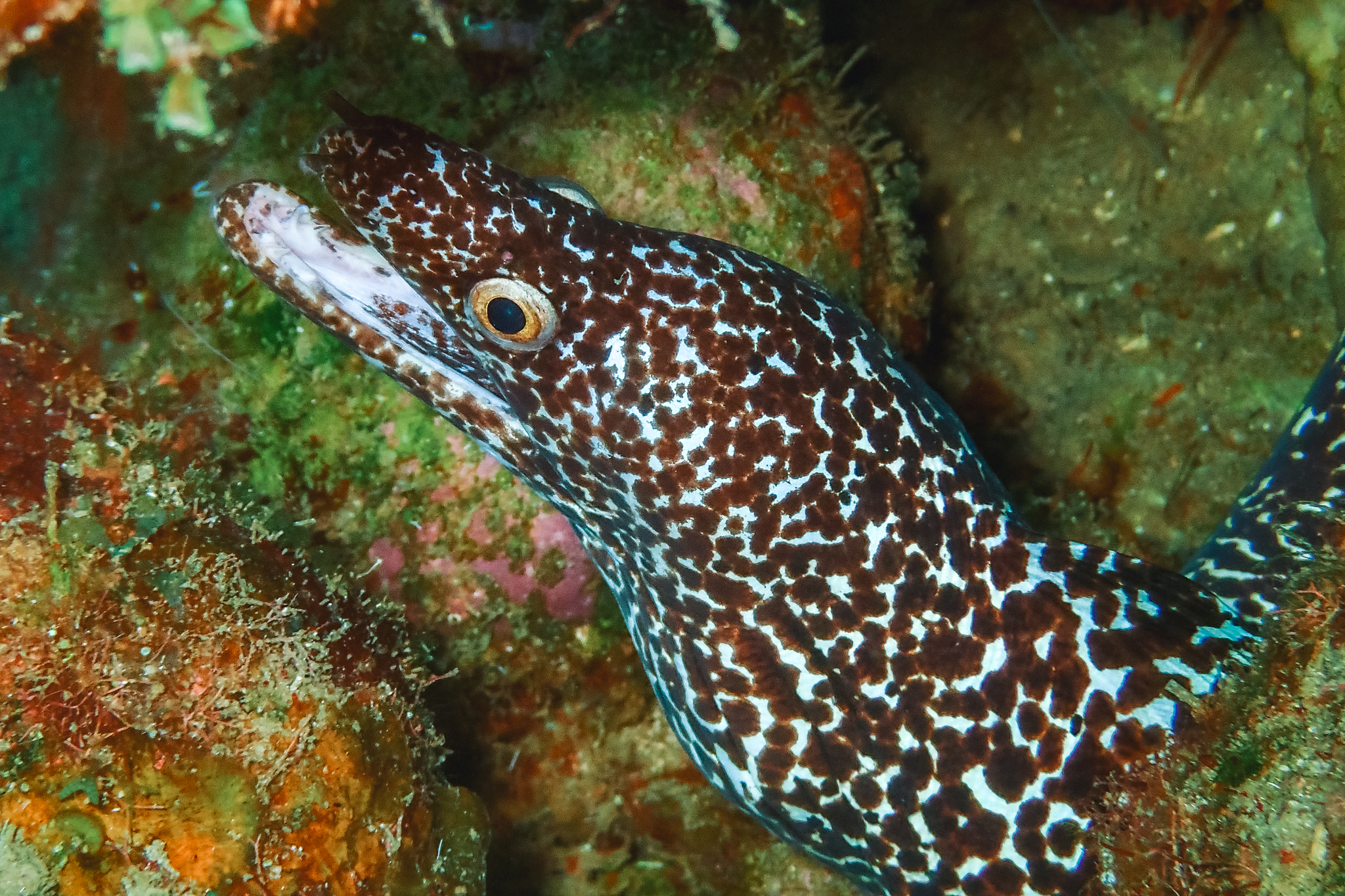 plongée-île-dominique-portsmouth