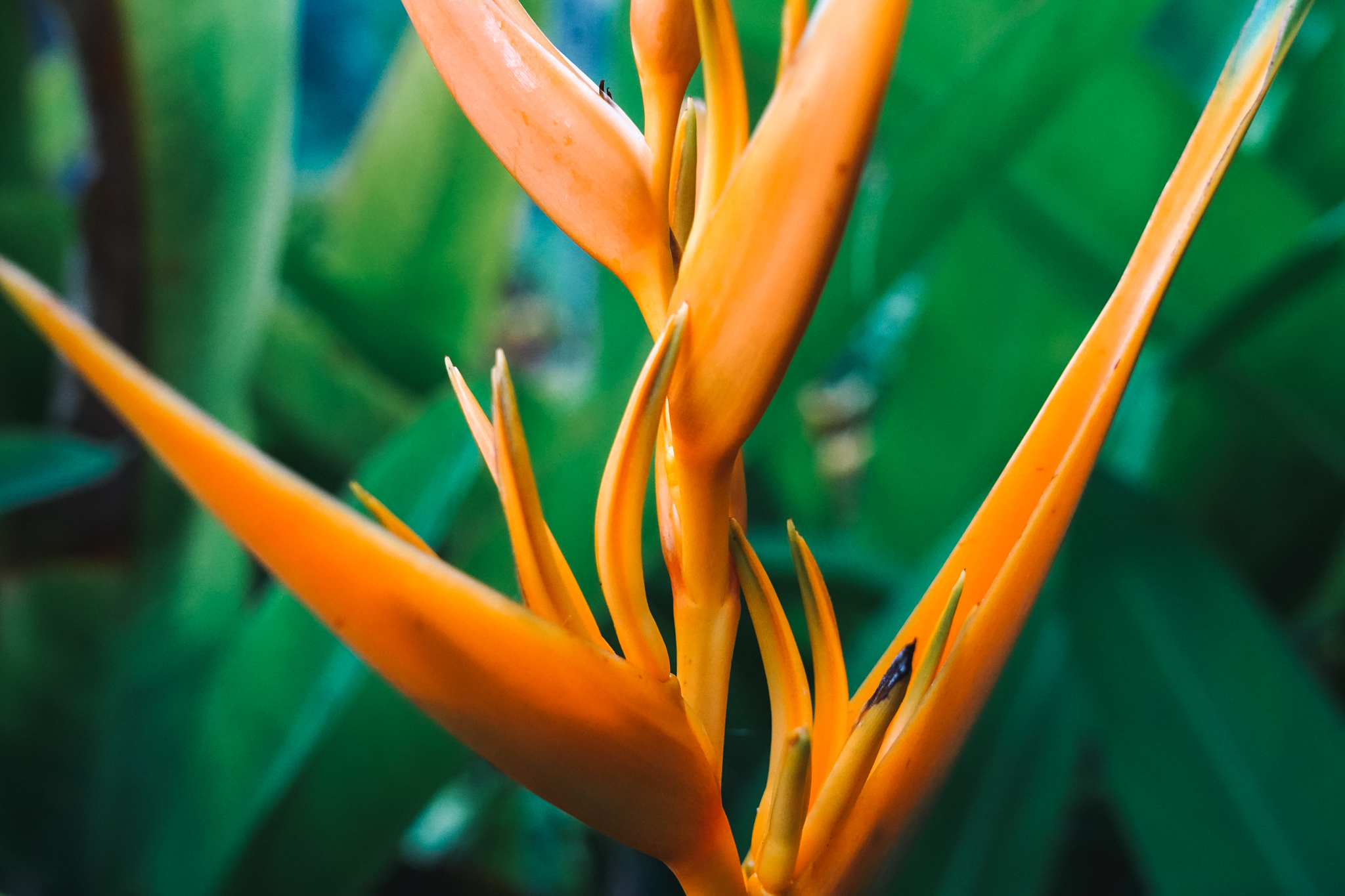 où-dormir-en-dominique-banana-lama-ecolodge