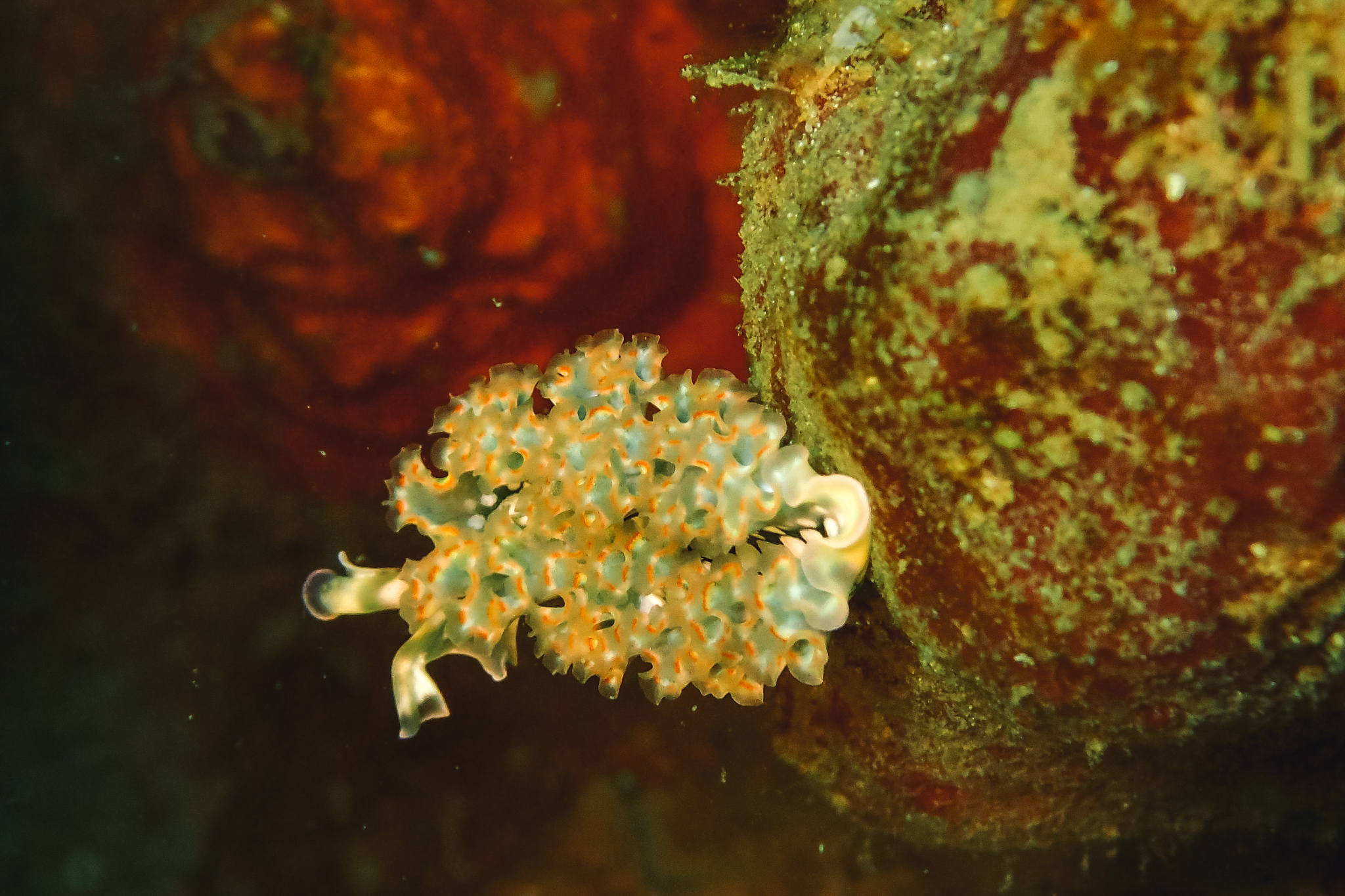 où-plonger-en-dominique