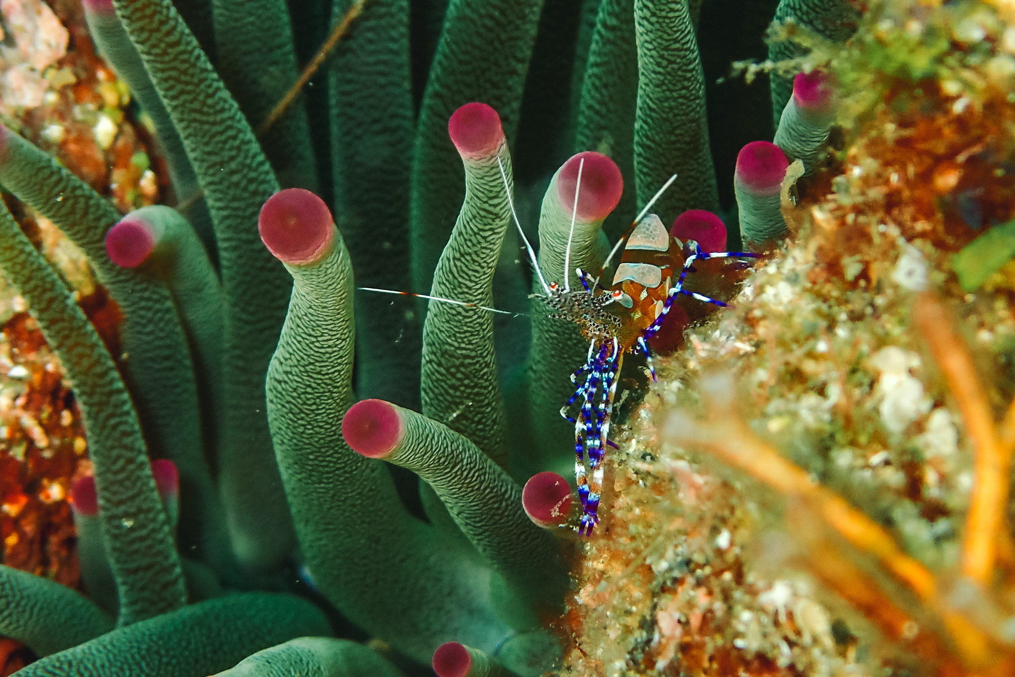 plonger-en-dominique-portsmouth