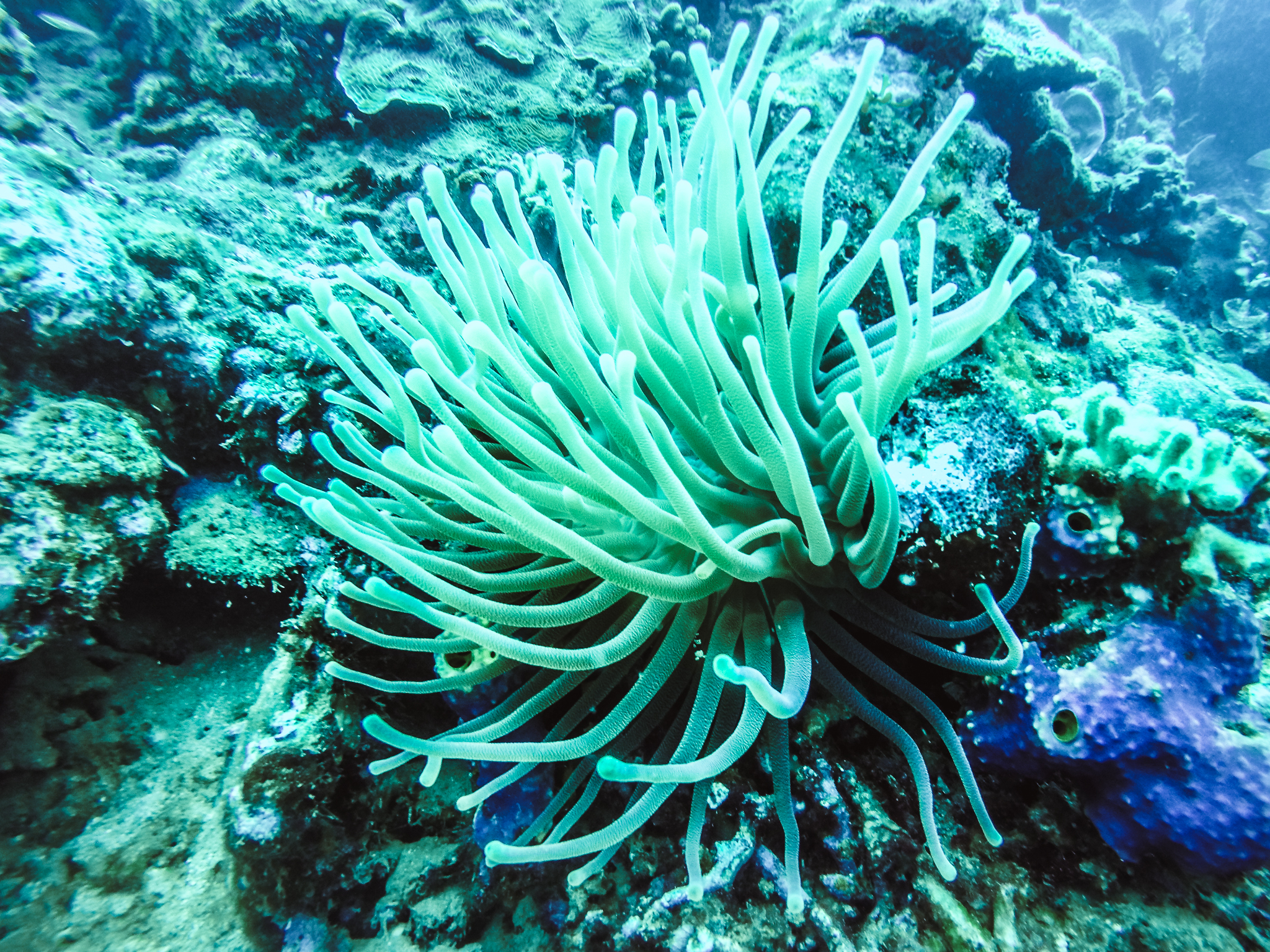 faire-plongée-dominique-soufriere