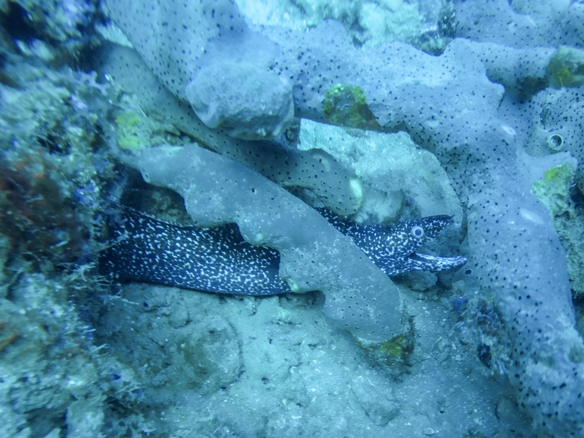 faire-plongée-dominique-soufriere