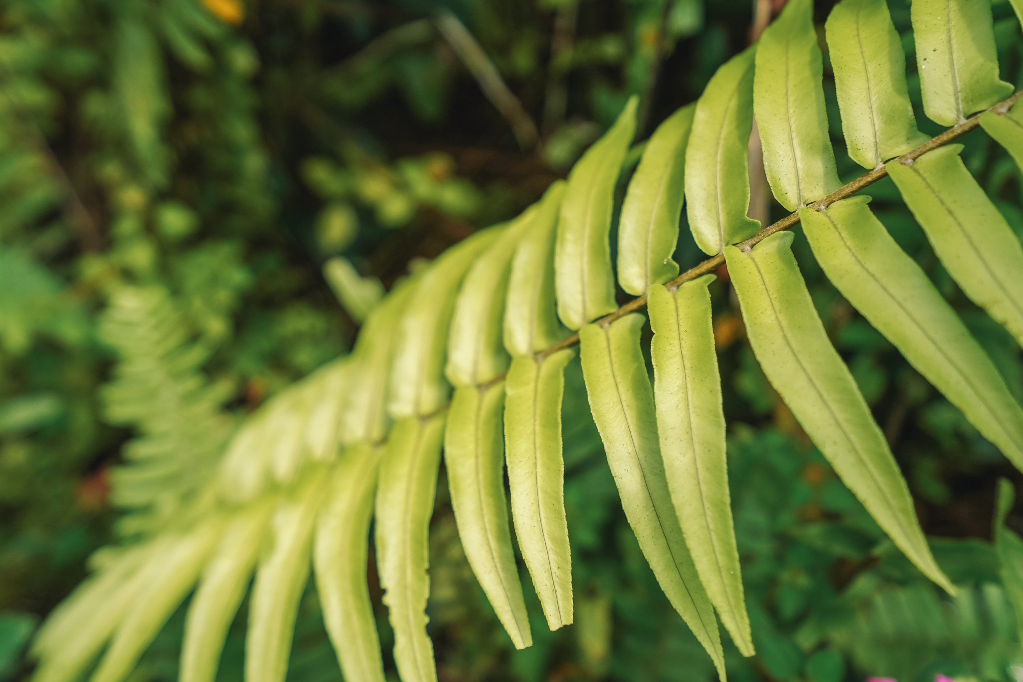 que-faire-en-dominique-ile-caraibes