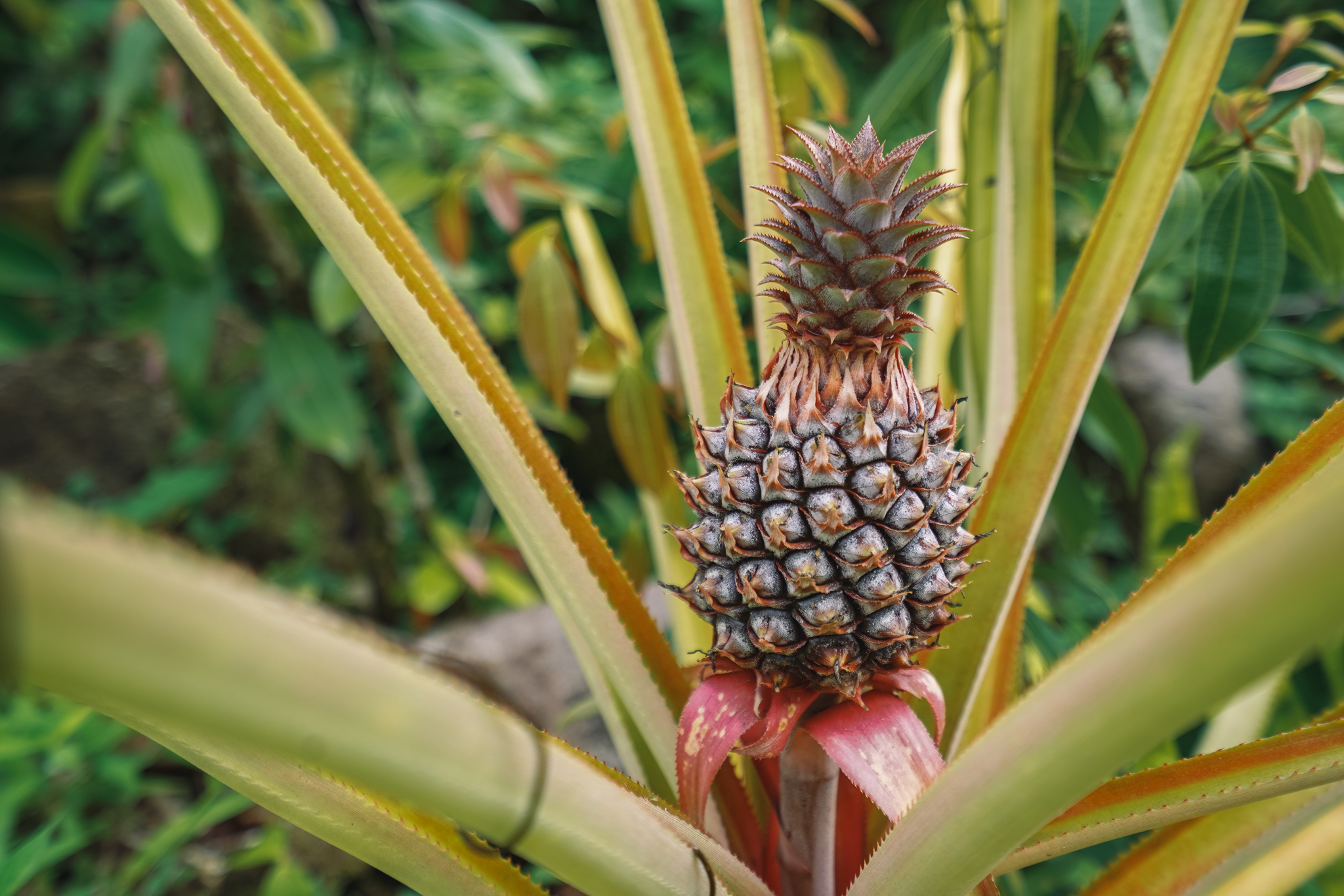 que-faire-en-dominque