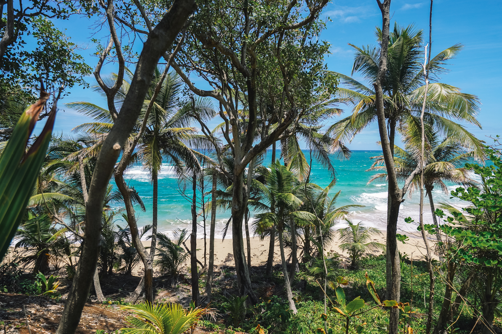 aille-bay-dominica-plage