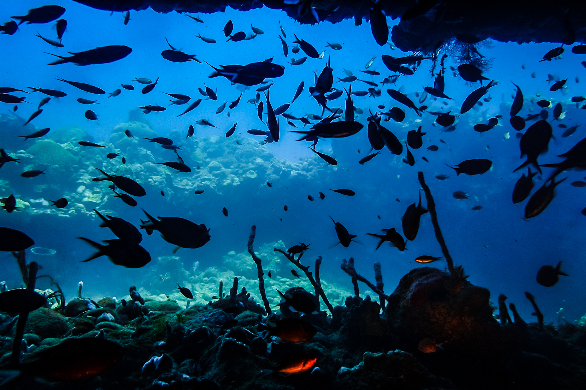 toucary-bay-dominique-plongée